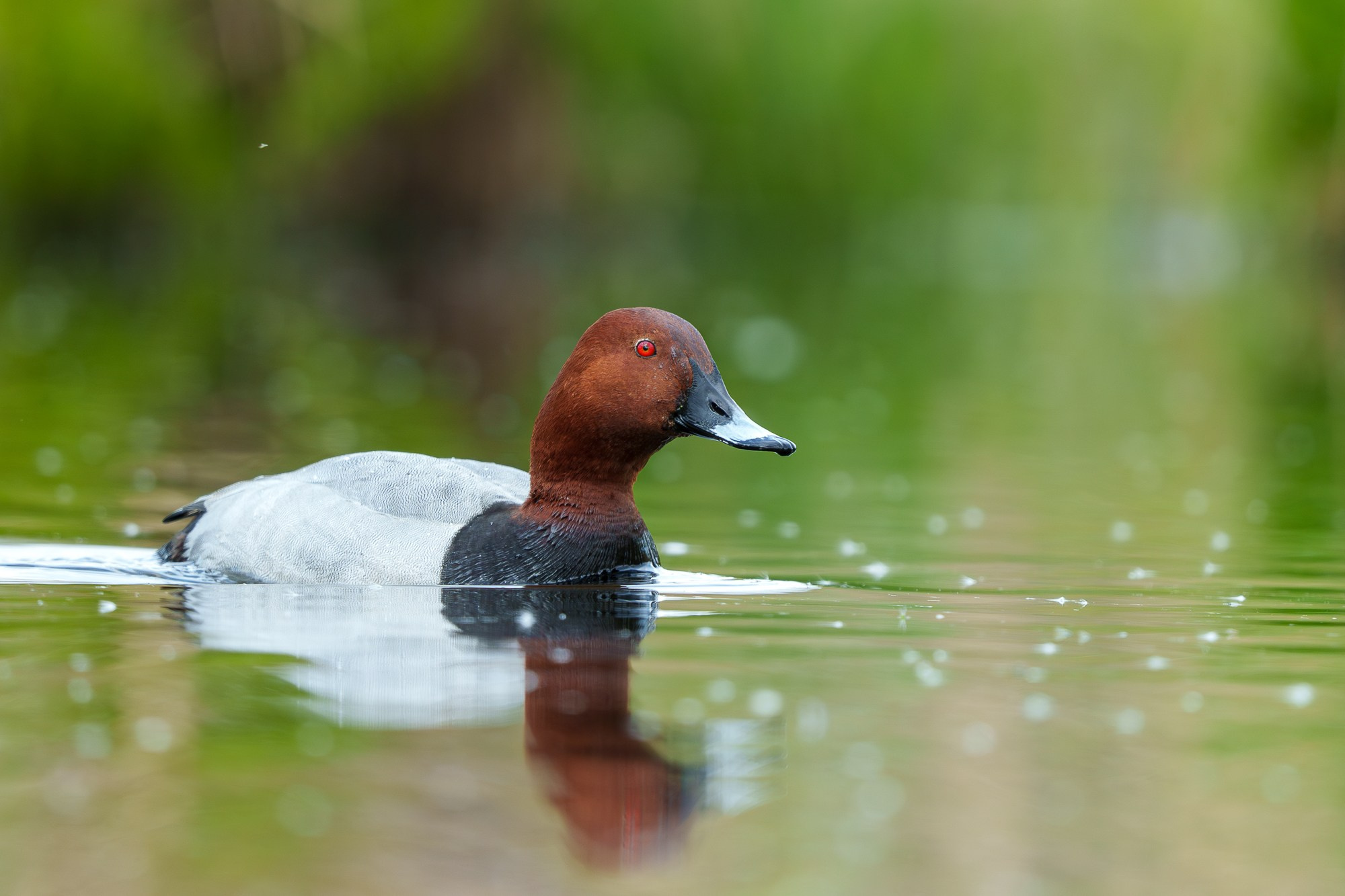Удивительные мир птиц. Вокруг нас столько прекрасного — присмотритесь!. Ваш личный фотограф Марина Волкова