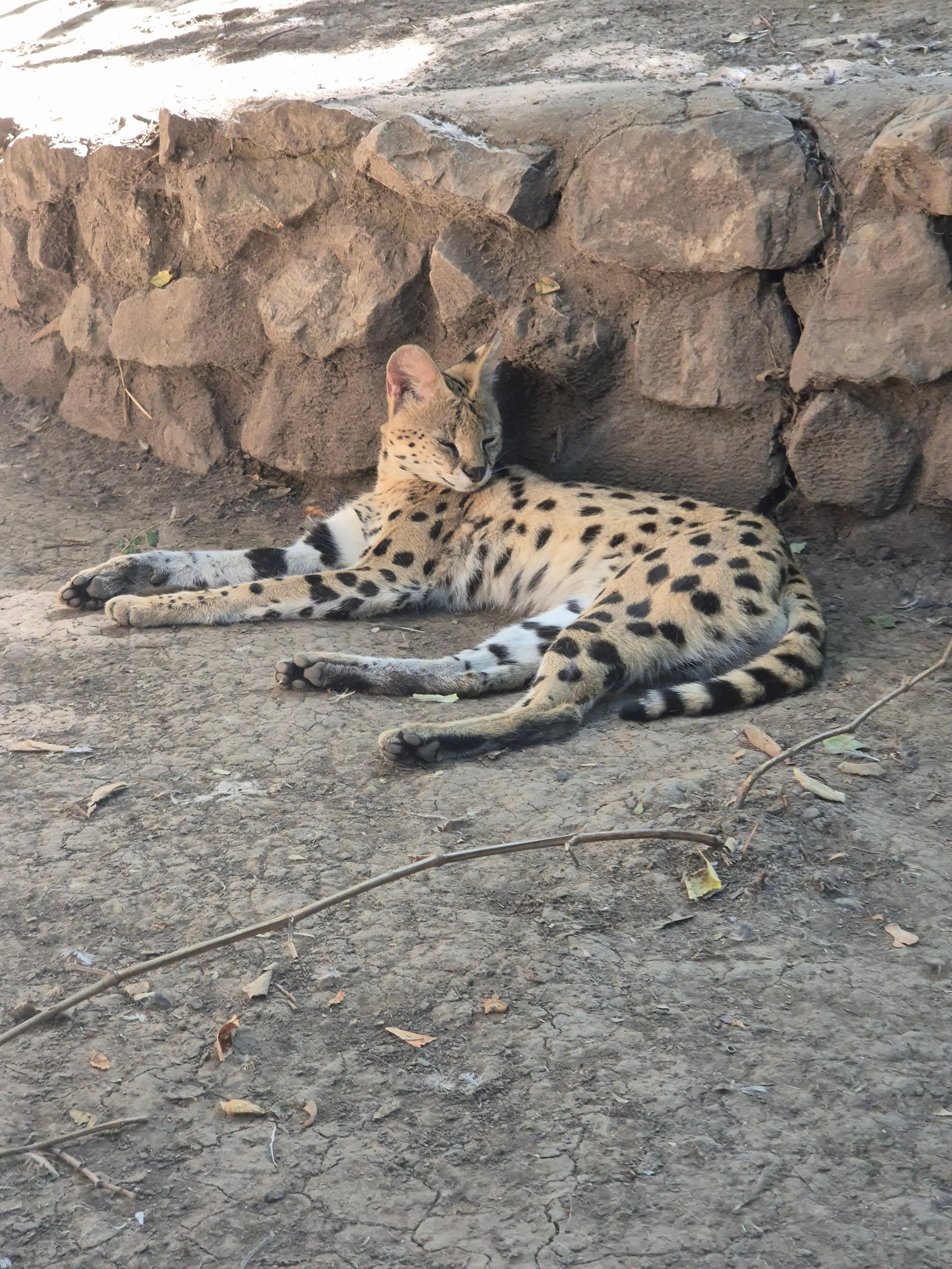 В этом году говорят леопардовый в моде