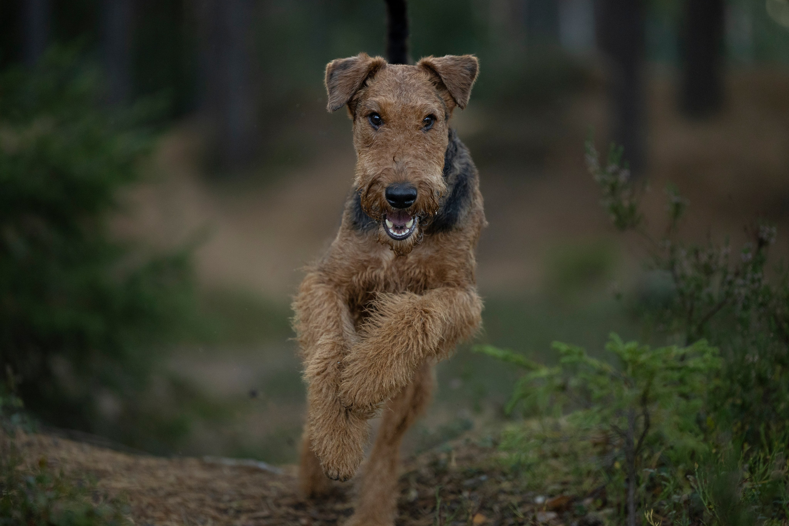 Харди. Фотограф-анималист Анна Маринич