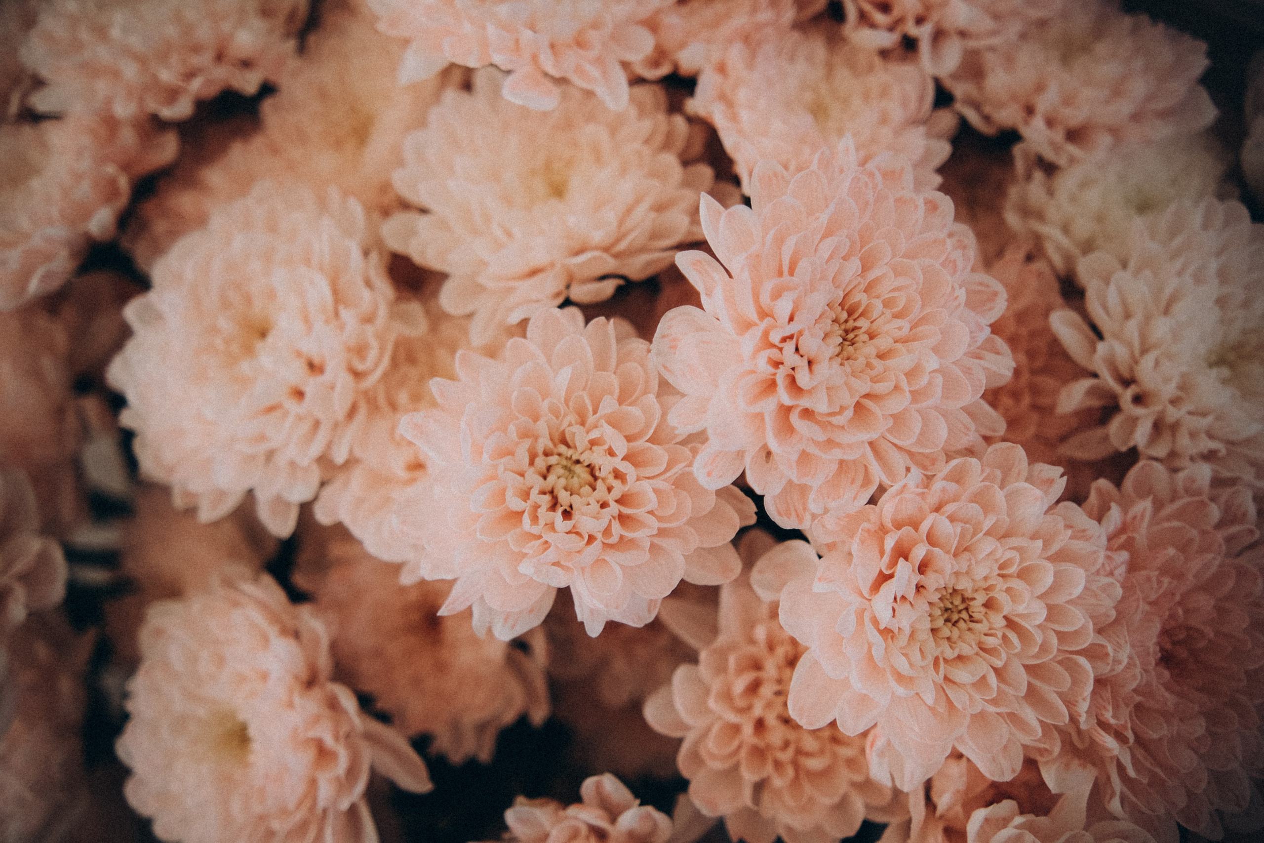 Рида & Богдан. Пушкин. Phdkvmr.ru