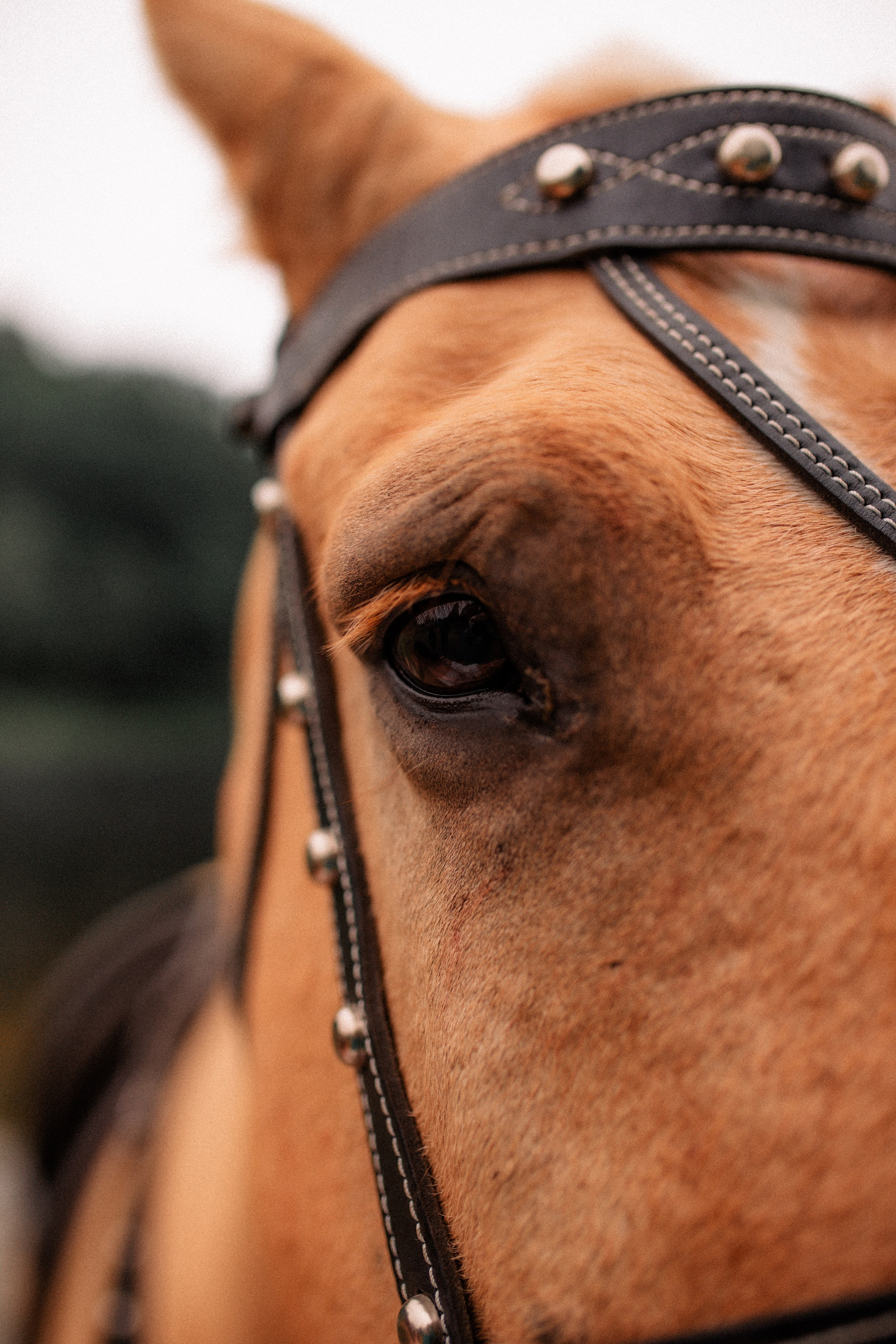 Анюта и Эверест