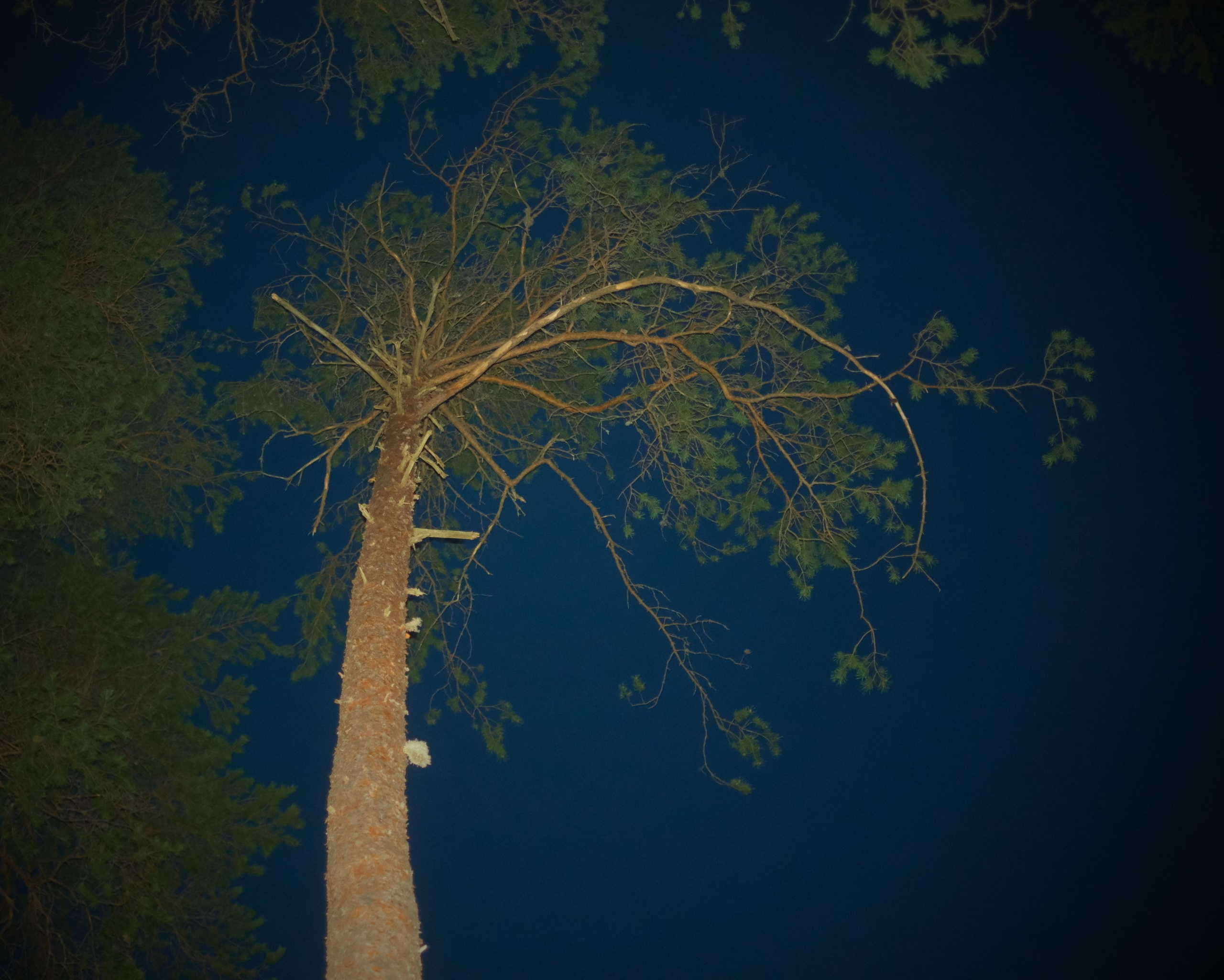 Орехово | май 2025