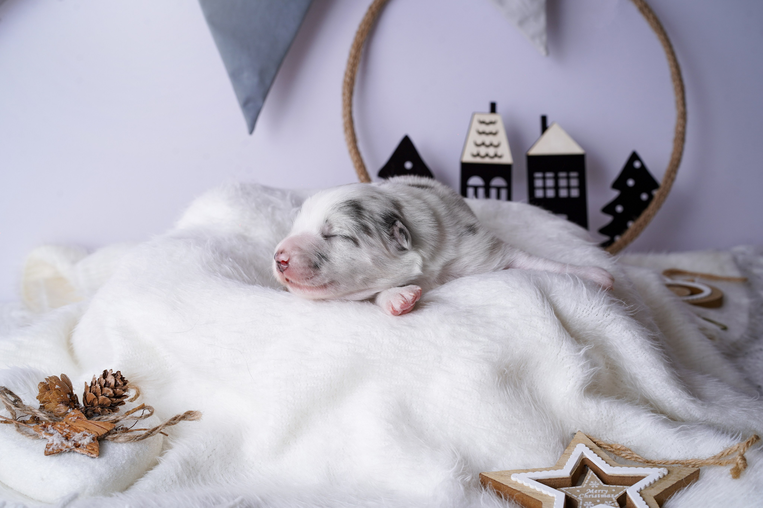 Щенки австралийской овчарки. Фотограф-анималист в Санкт-Петербурге Яна Мартынова