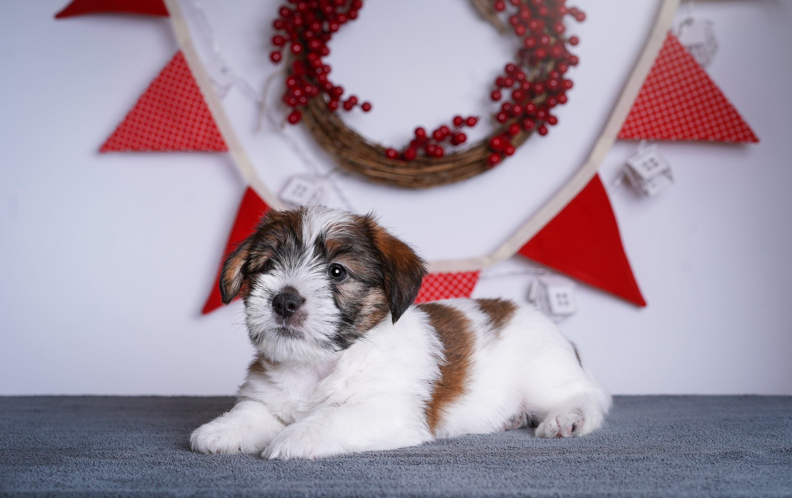 Щенки джек-рассела. Фотограф-анималист в Санкт-Петербурге Яна Мартынова