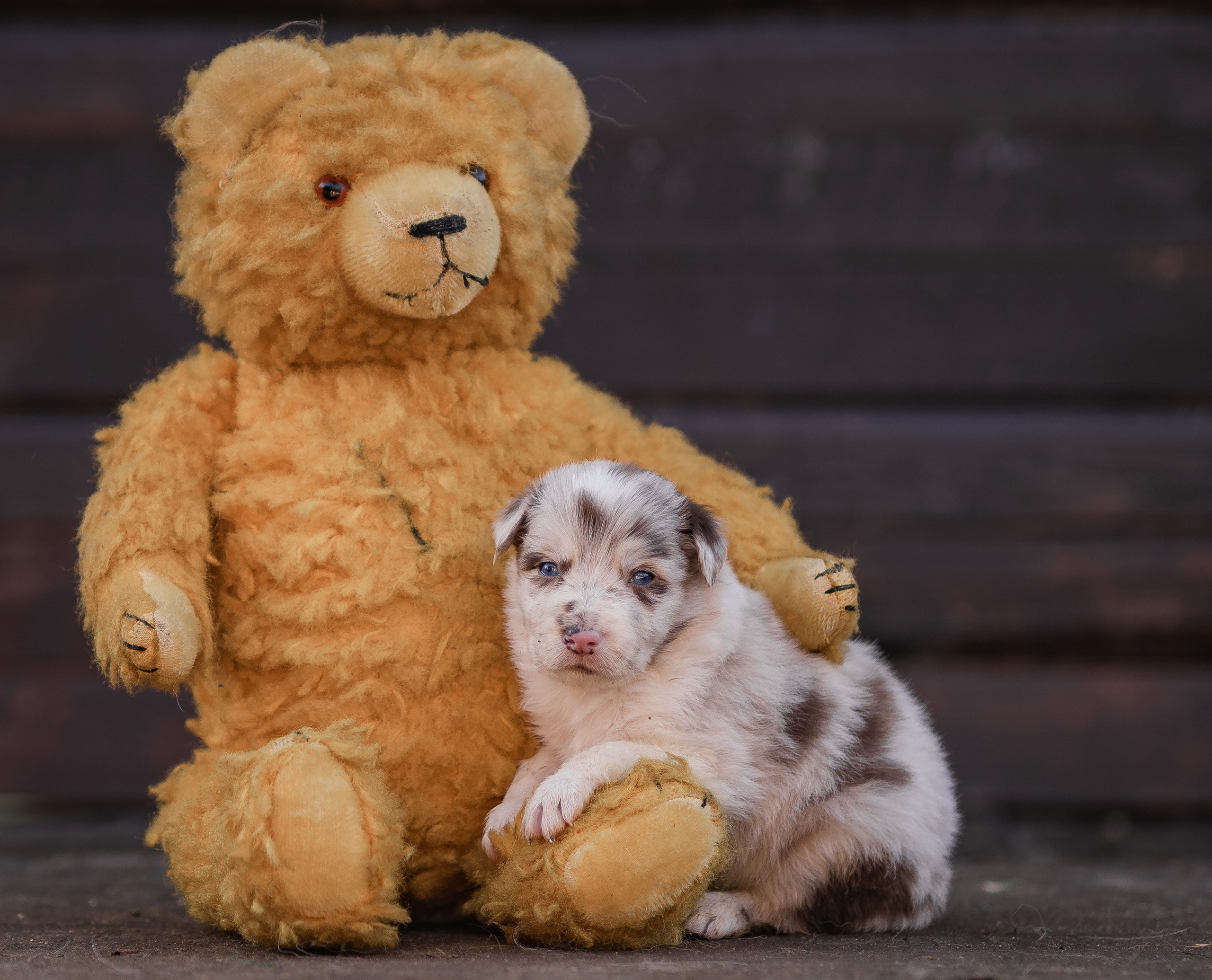 Фритсвит. Семейный фотограф Ефремова Виктория