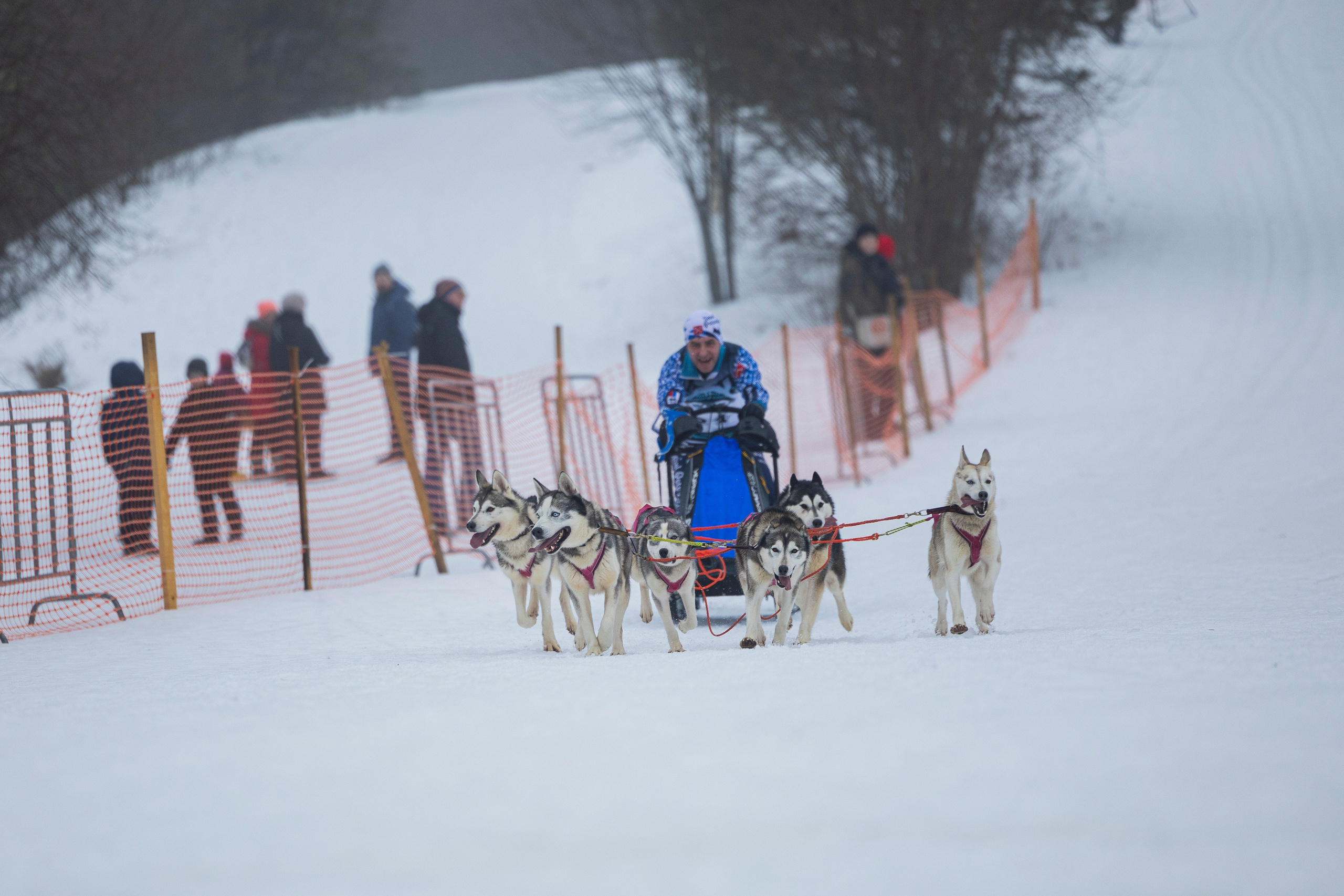 Зимний Чемпионат Санкт-Петербурга по ездовому спорту. Фотограф-анималист Анна Маринич