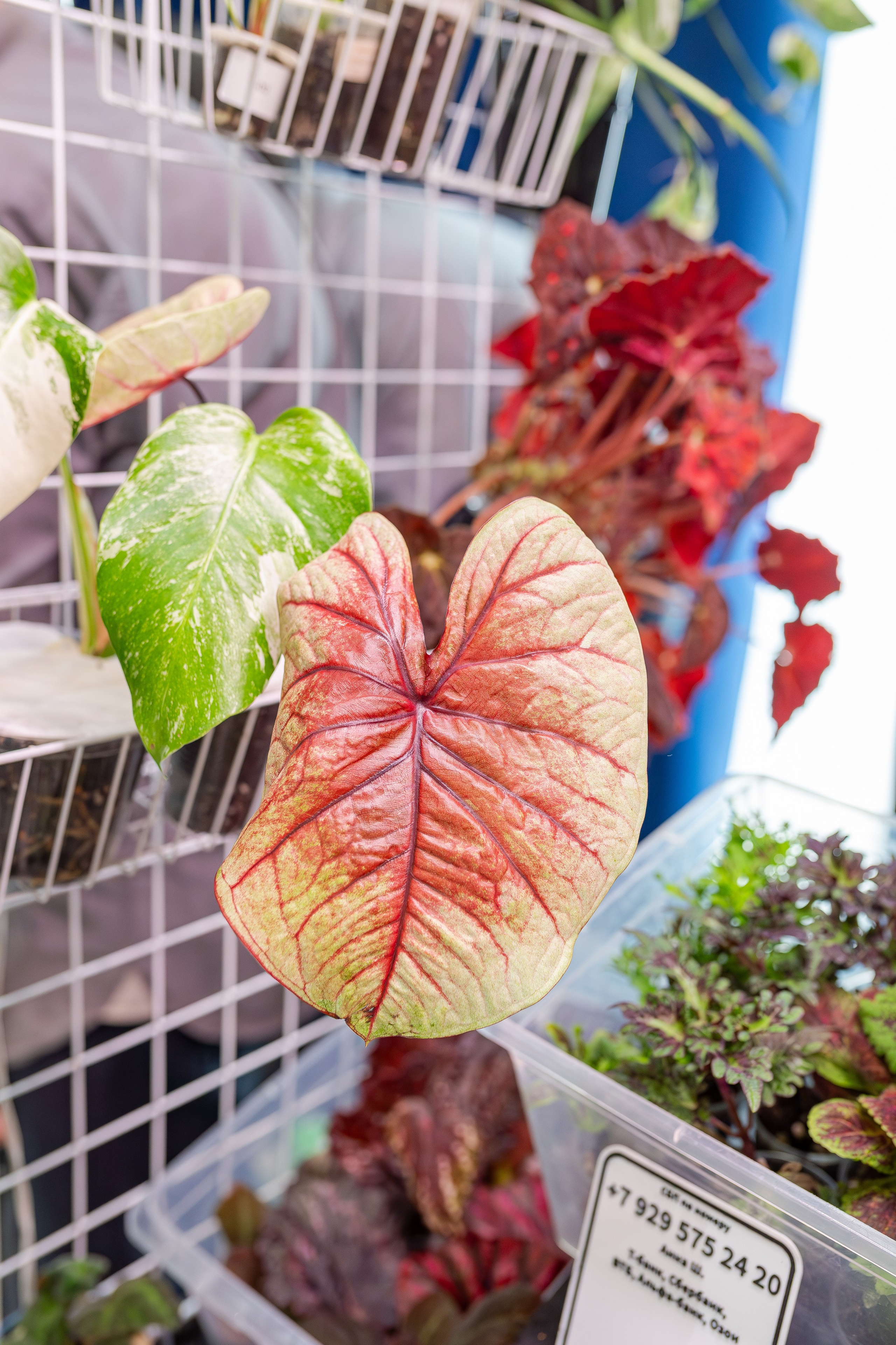 Монстериум апрель 2026. Александра Куликова фотограф, Москва