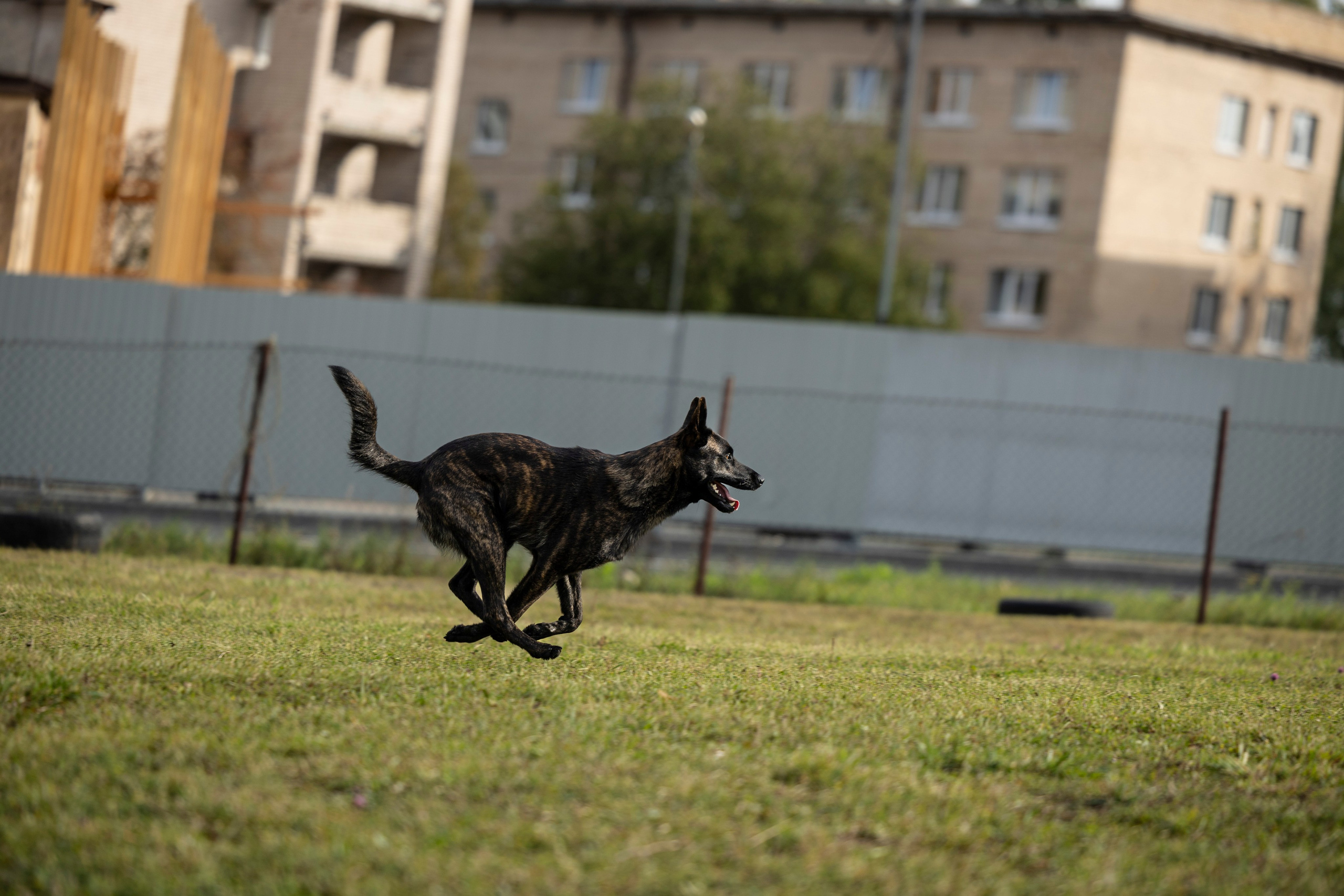 Испытания по Мондьорингу г. Пушкин. Фотограф-анималист Анна Маринич