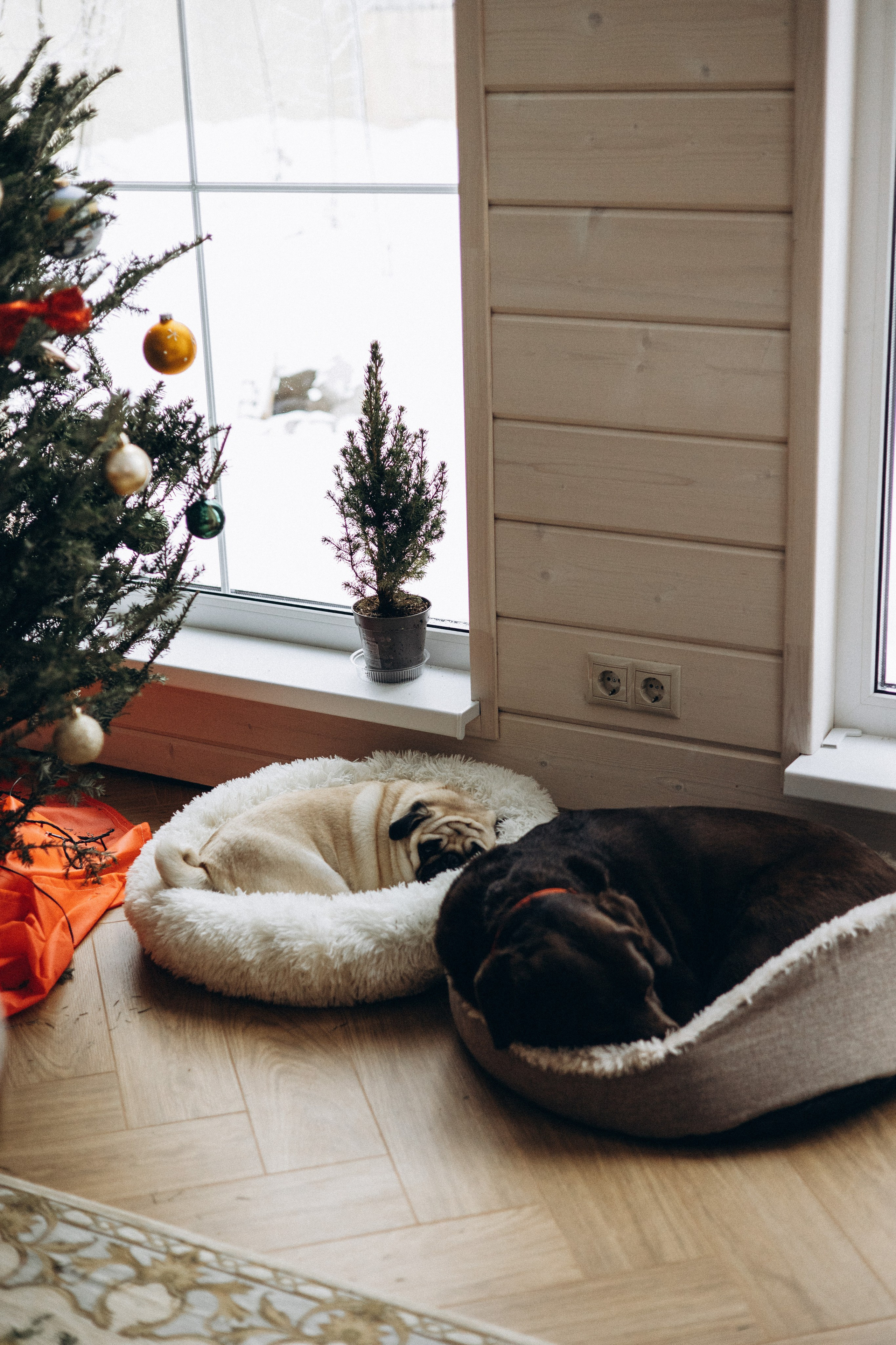 Семейная для Ксюши. Фотограф — Анималист | Санкт-Петербург