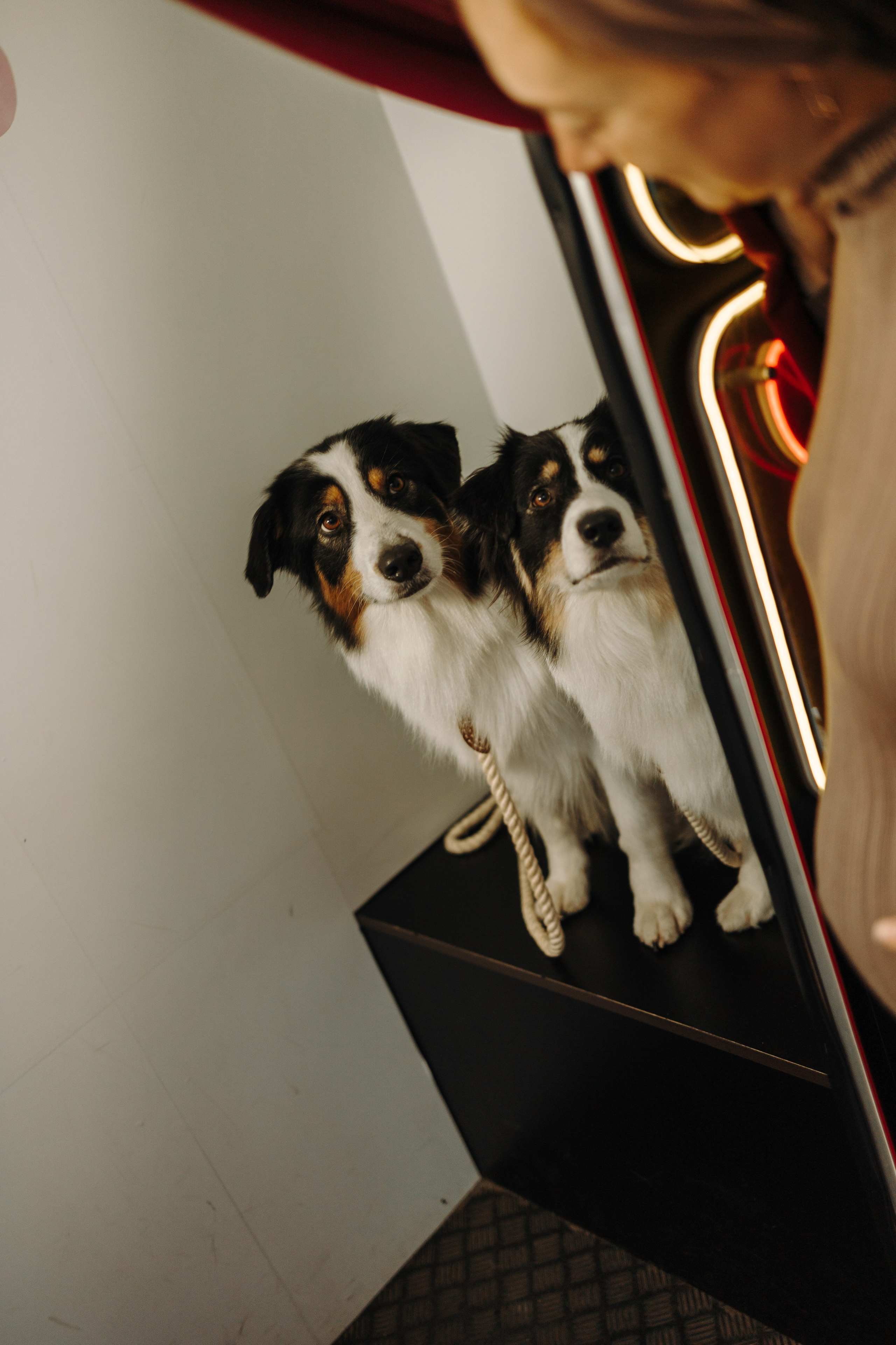 Катя и ее девочки. Фотограф — Анималист | Санкт-Петербург