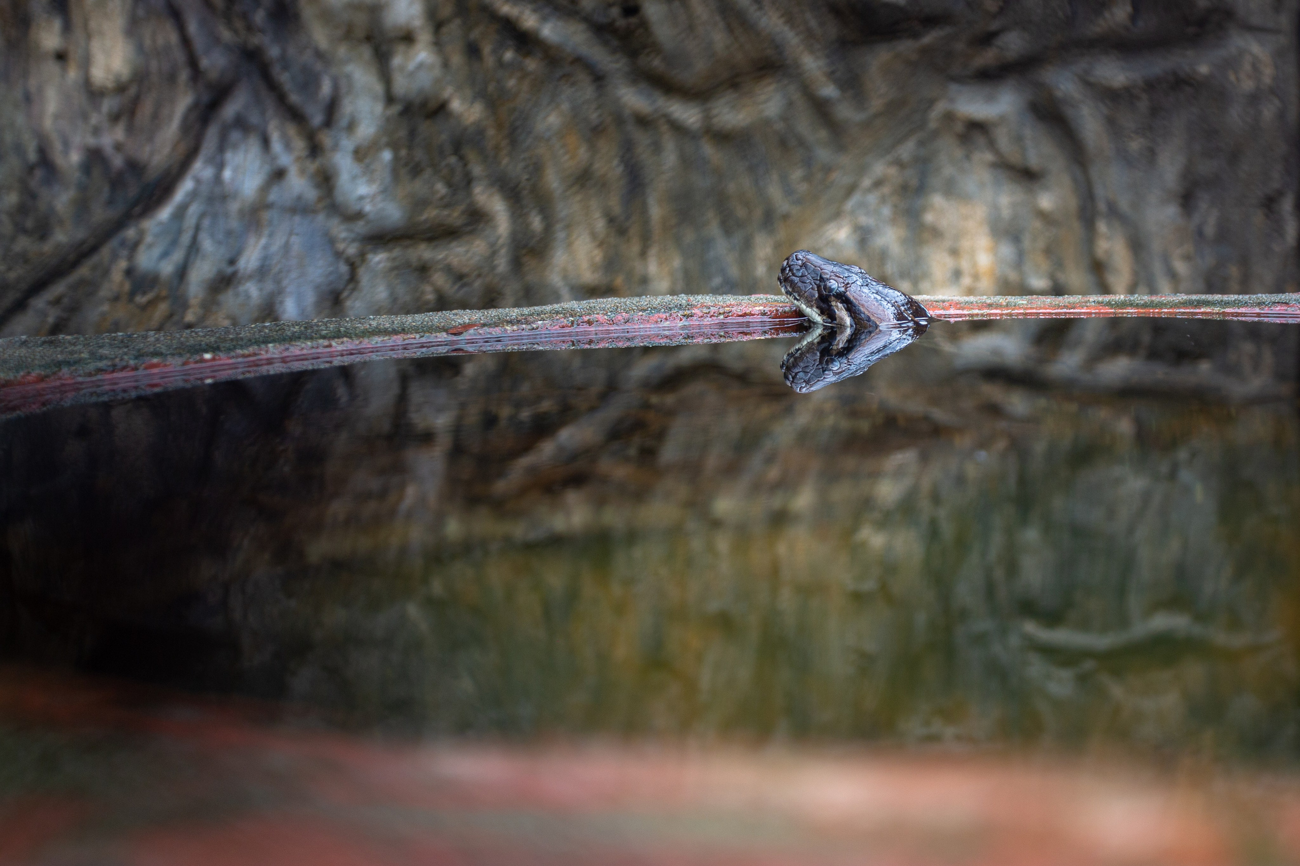 Samut Prakan Crocodile Farm & Zoo. Photographer Sonkina Tatiana (Tanya Ash)