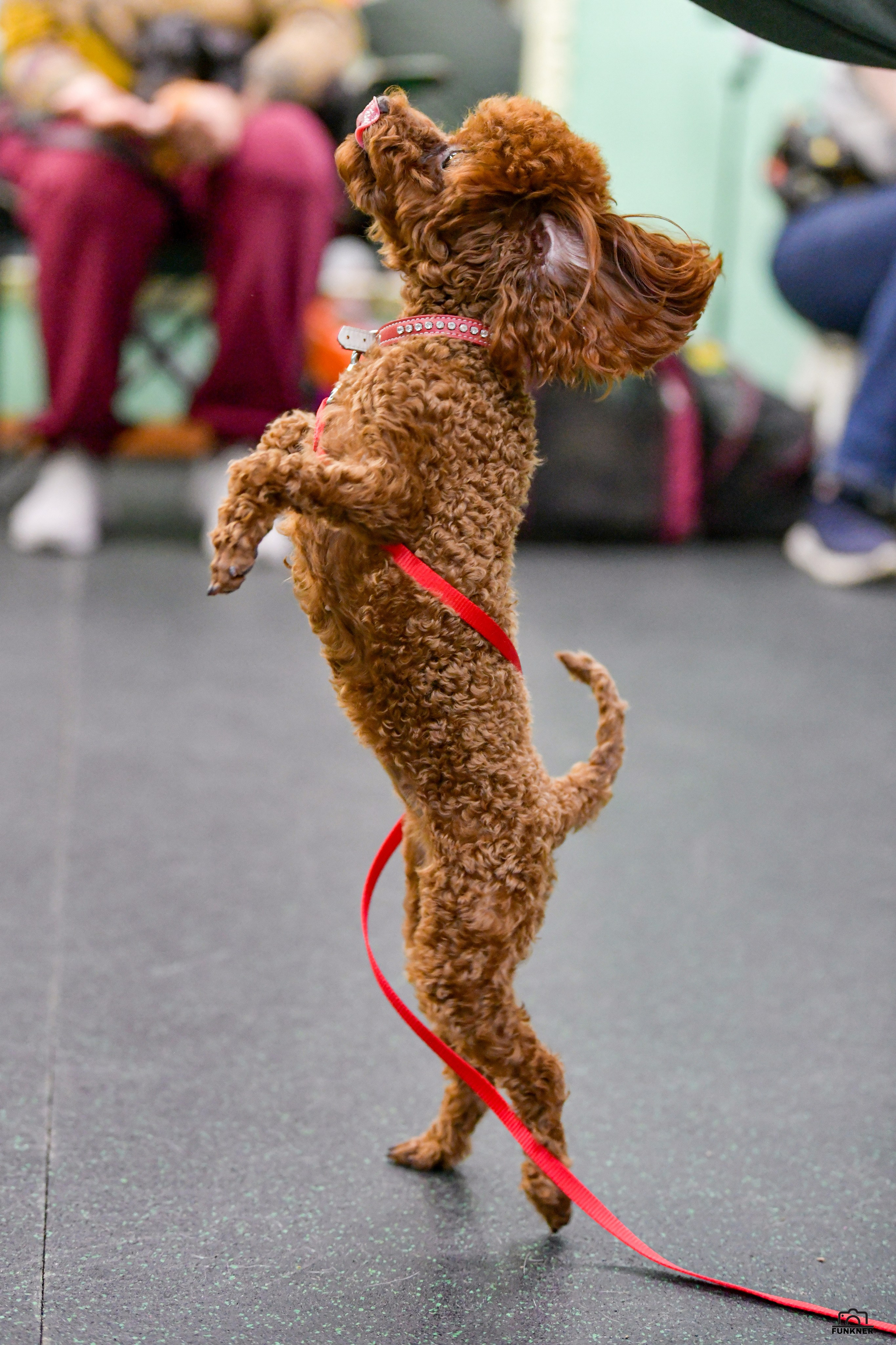 Кинологический клуб «Бодрый хвост». Свой взгляд через объектив