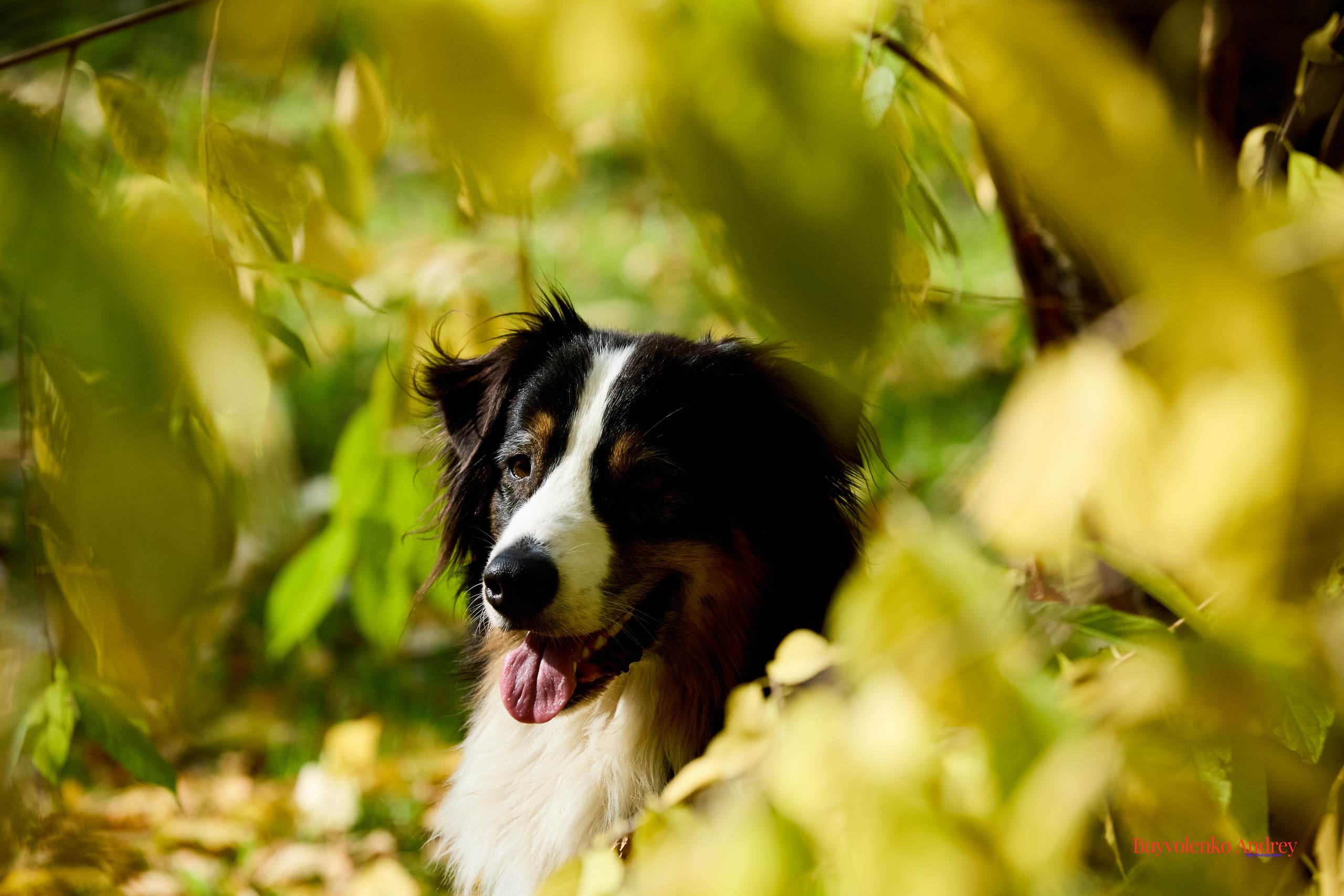 Басенджи и Аусси 21.09.2025. Buyvolenko Andrey