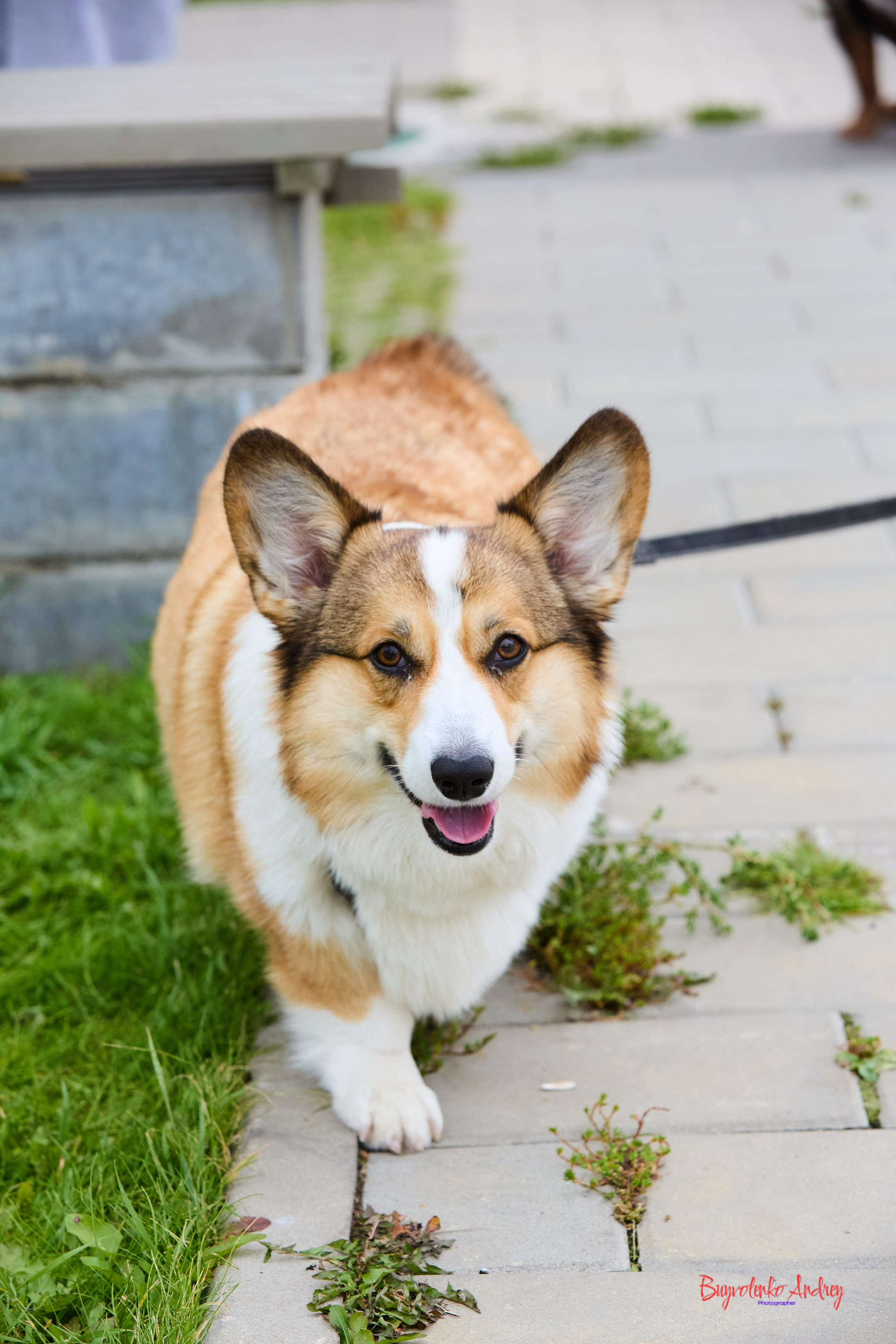 Проект фотопрогулка с хвостиком. Buyvolenko Andrey