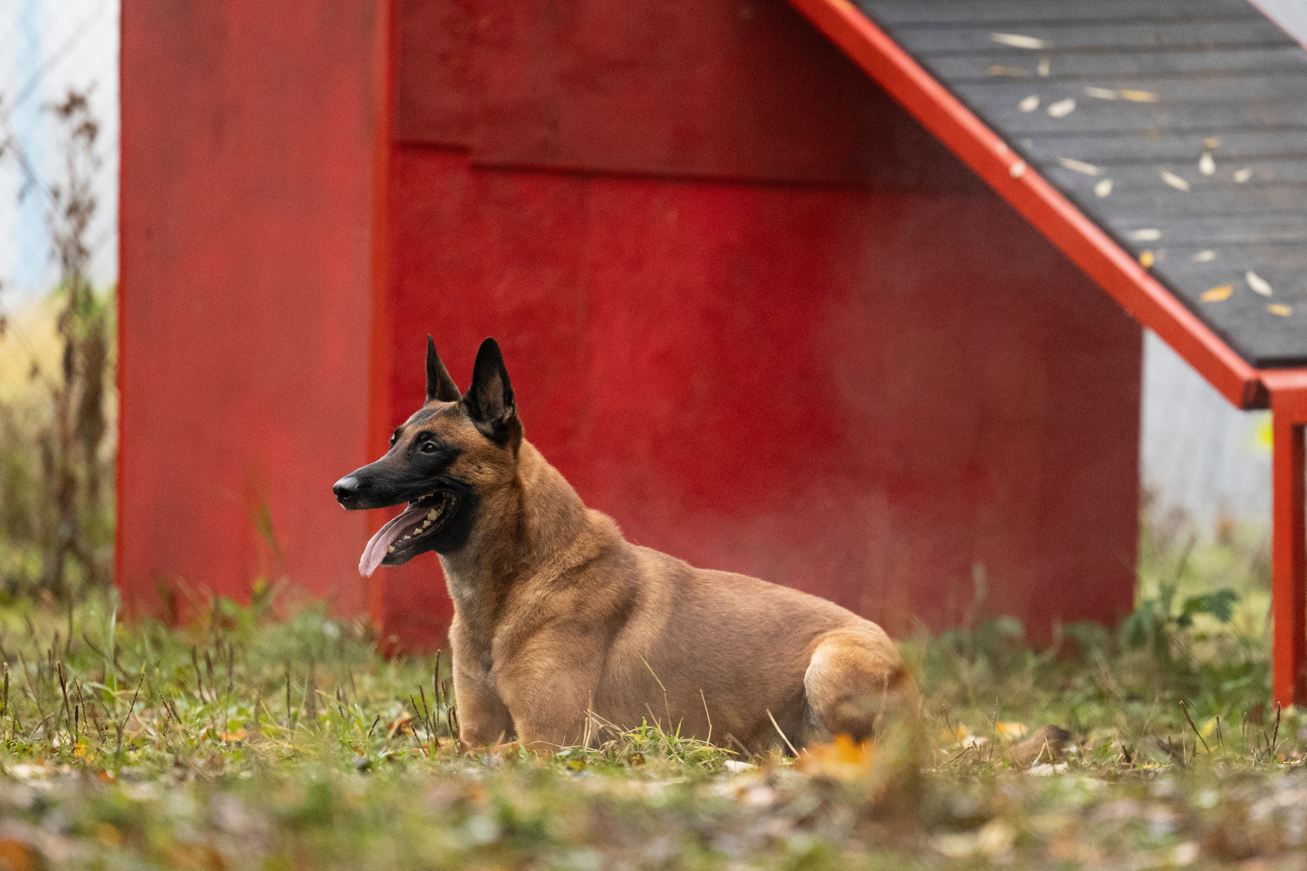 Соревнования по Мондьорингу г. Вологда. Фотограф-анималист Анна Маринич