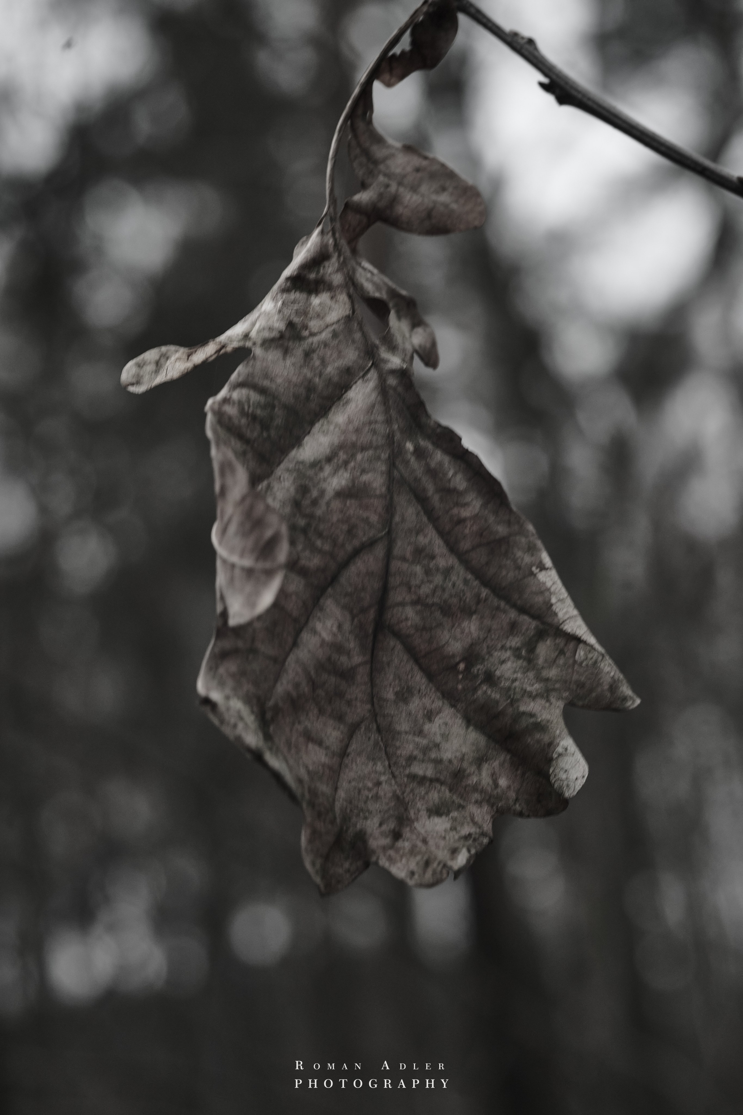 Февральский лес. Фотограф Роман Адлер