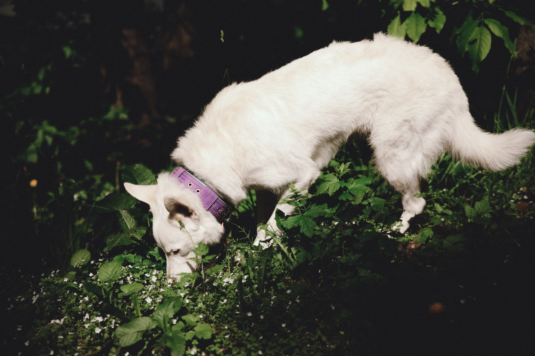 Любовь к собакам обязательна. Семейный и ивент фотограф в Москве Мария Маликова