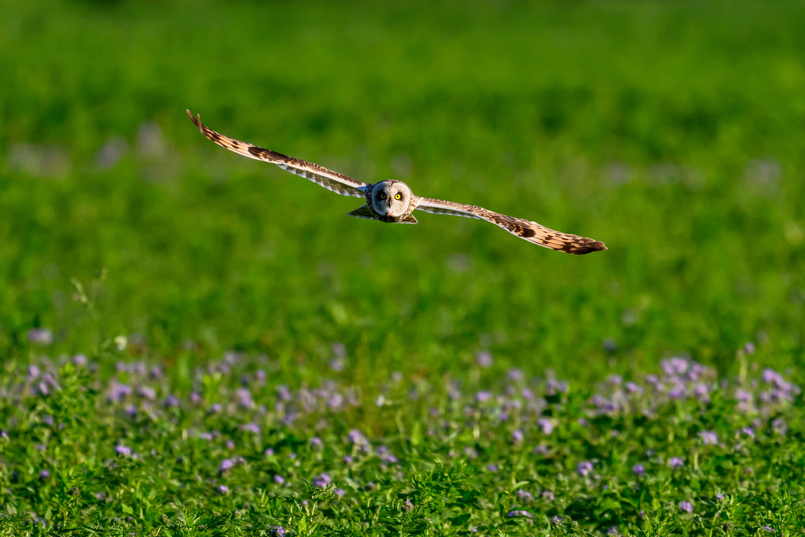 Охота совы. Фотограф Сергей Пупонин