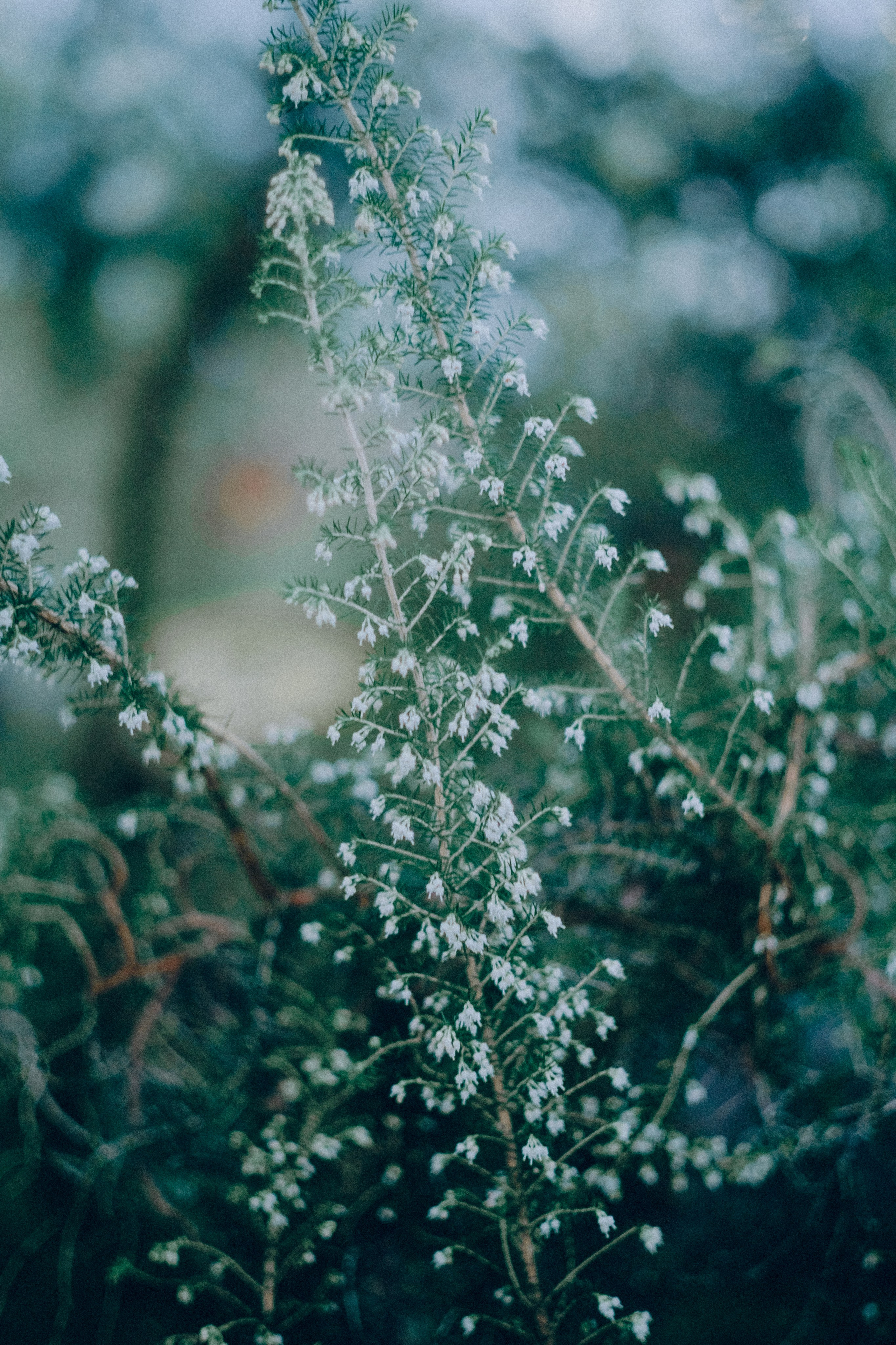 Botanical. Портретный и свадебный фотограф в Москве и Санкт-Петербурге. Учитель фотографии онлайн и оффлайн