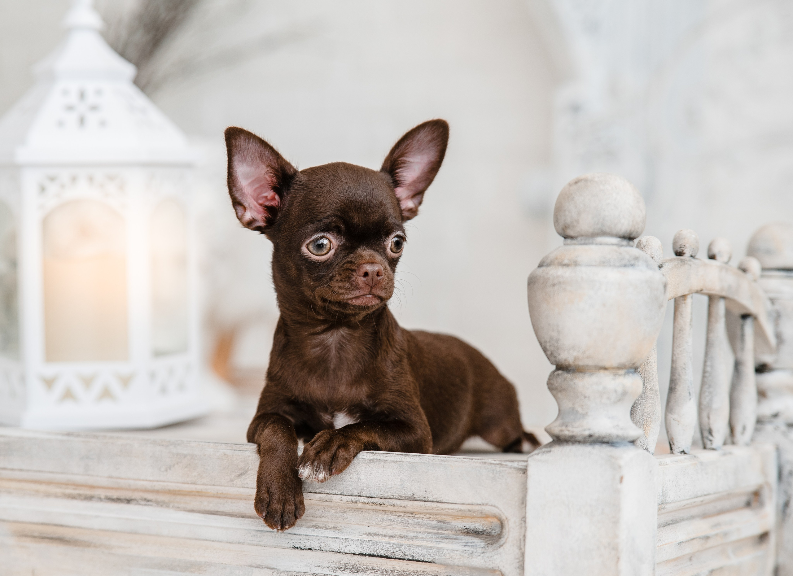 Чихуа Ахуа студия. Главная