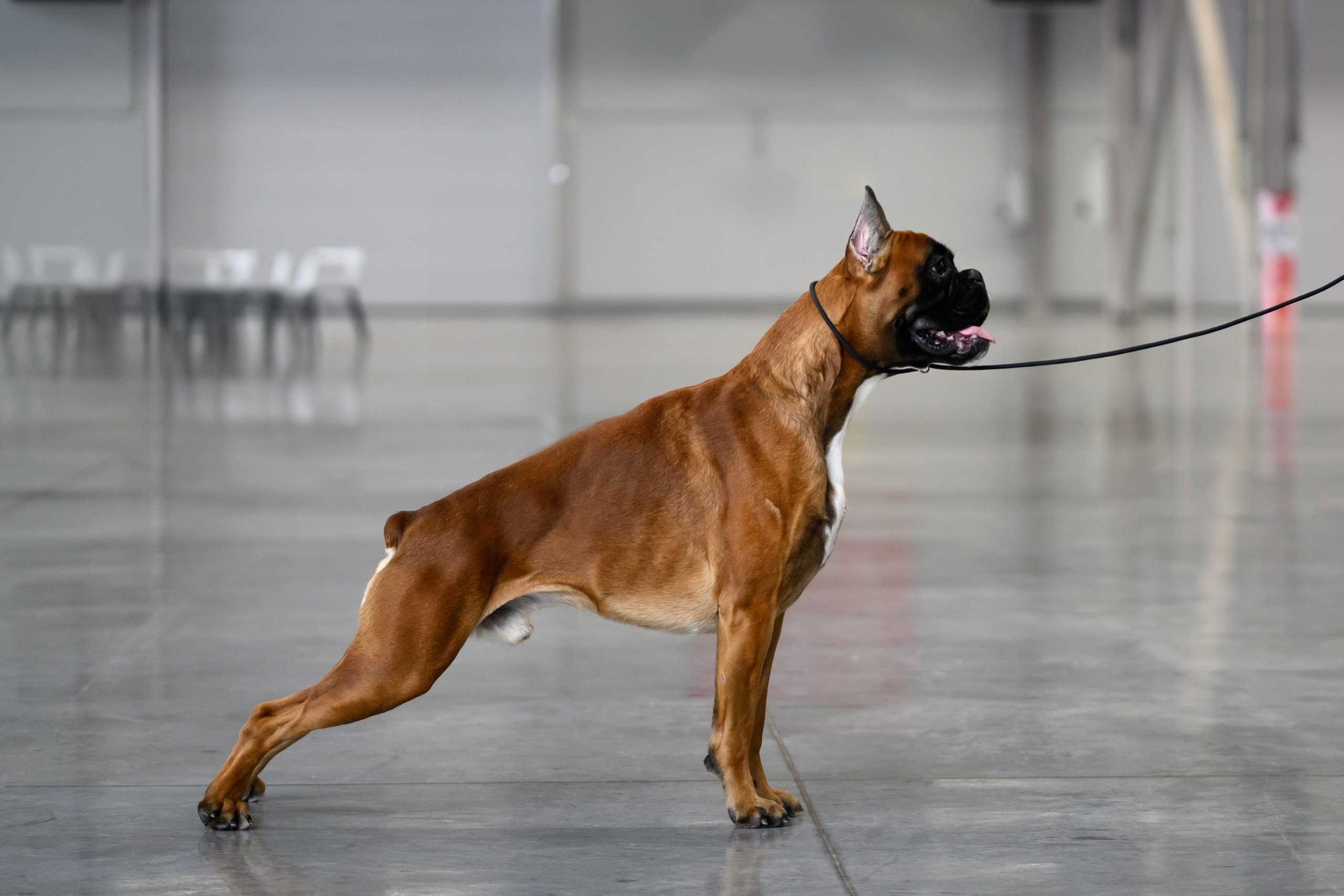 Собаки. FASHION ФОТОГРАФ КАЗАНЬ