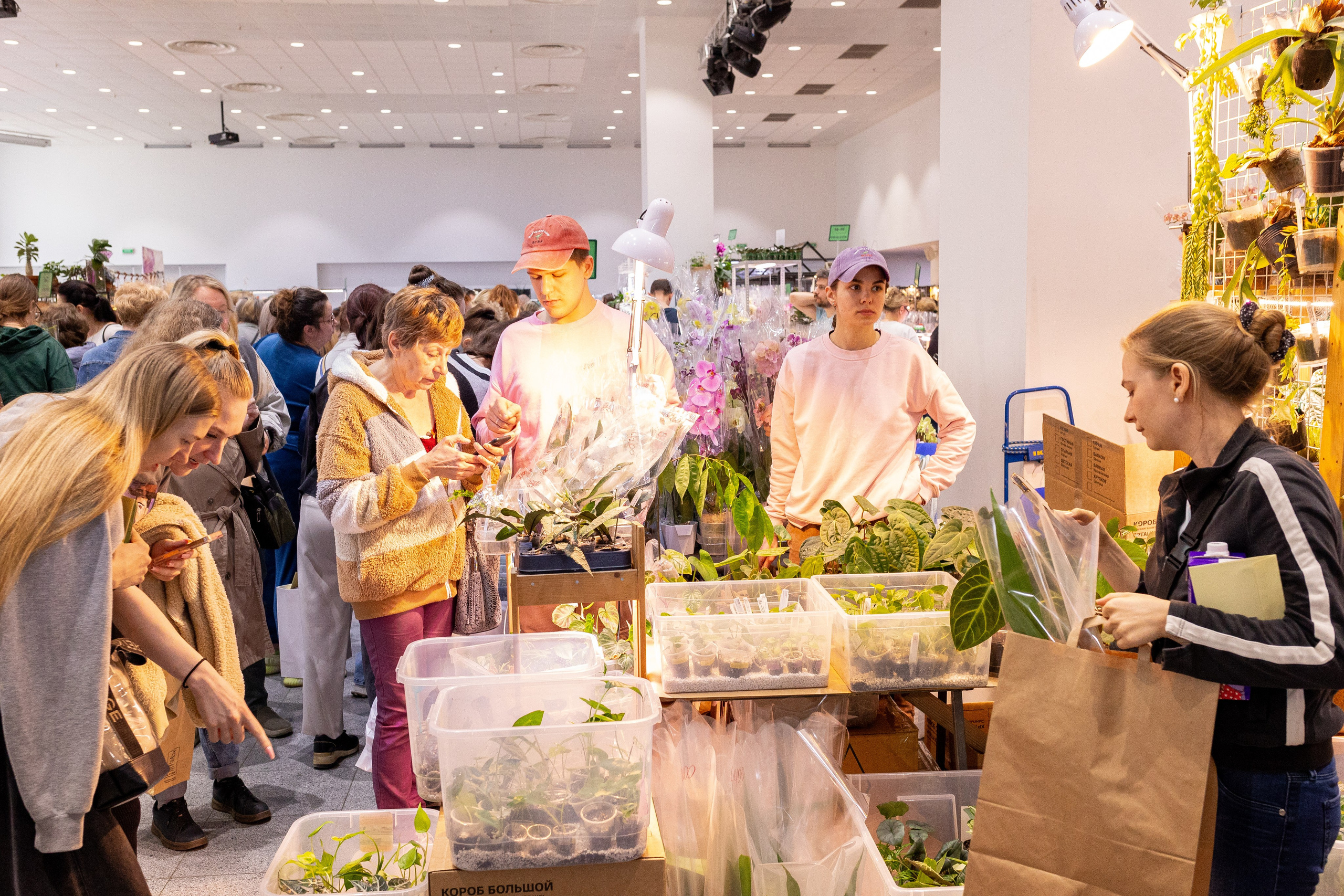 Орхидиум май 2025. Александра Куликова фотограф, Москва