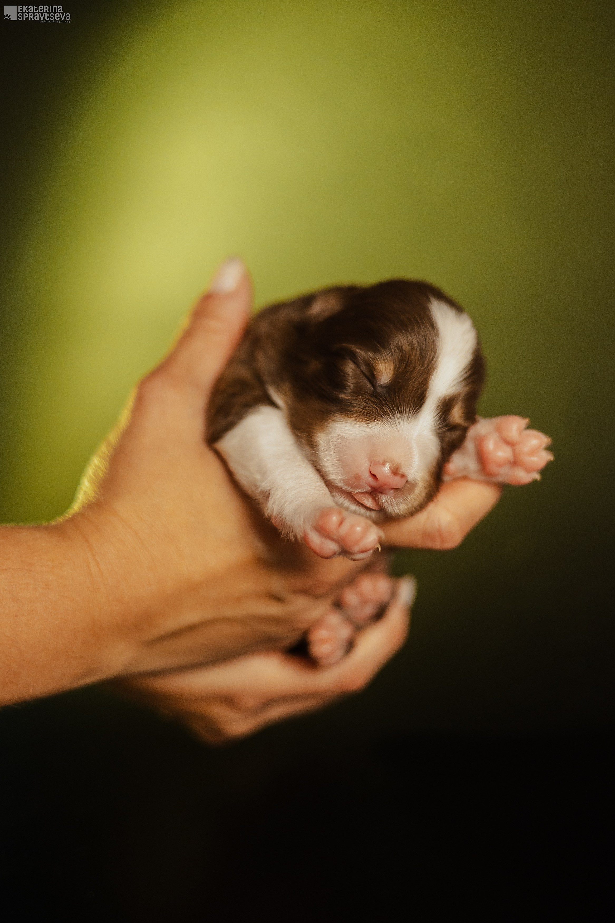 Екатерина Справцева фотограф анималист - портфолио фото. Фотограф Анималист Екатерина Справцева в Нижнем Новгороде