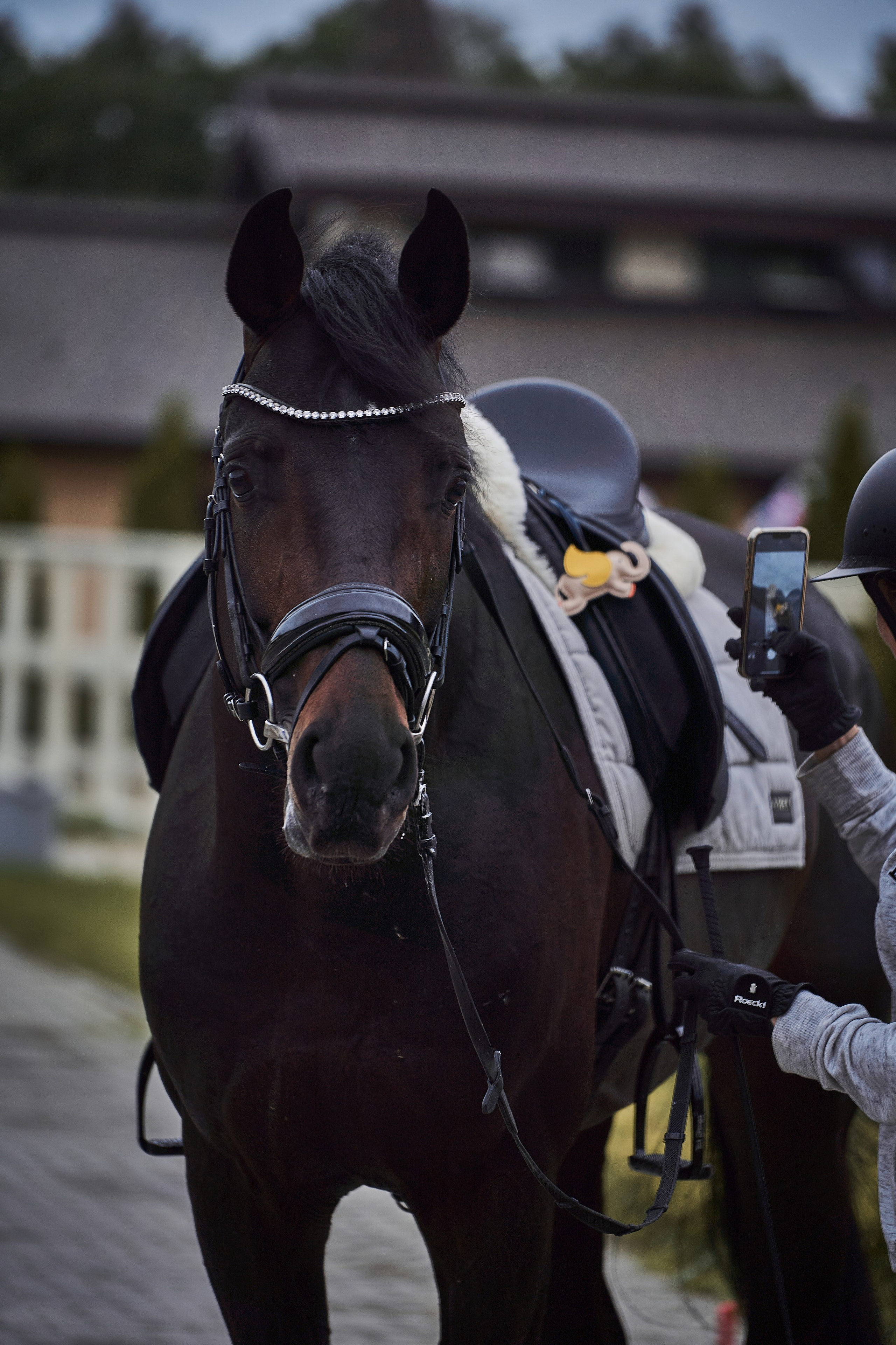 Анна и Наполи. Фотосессии с лошадьми в Москве, Новосибирске