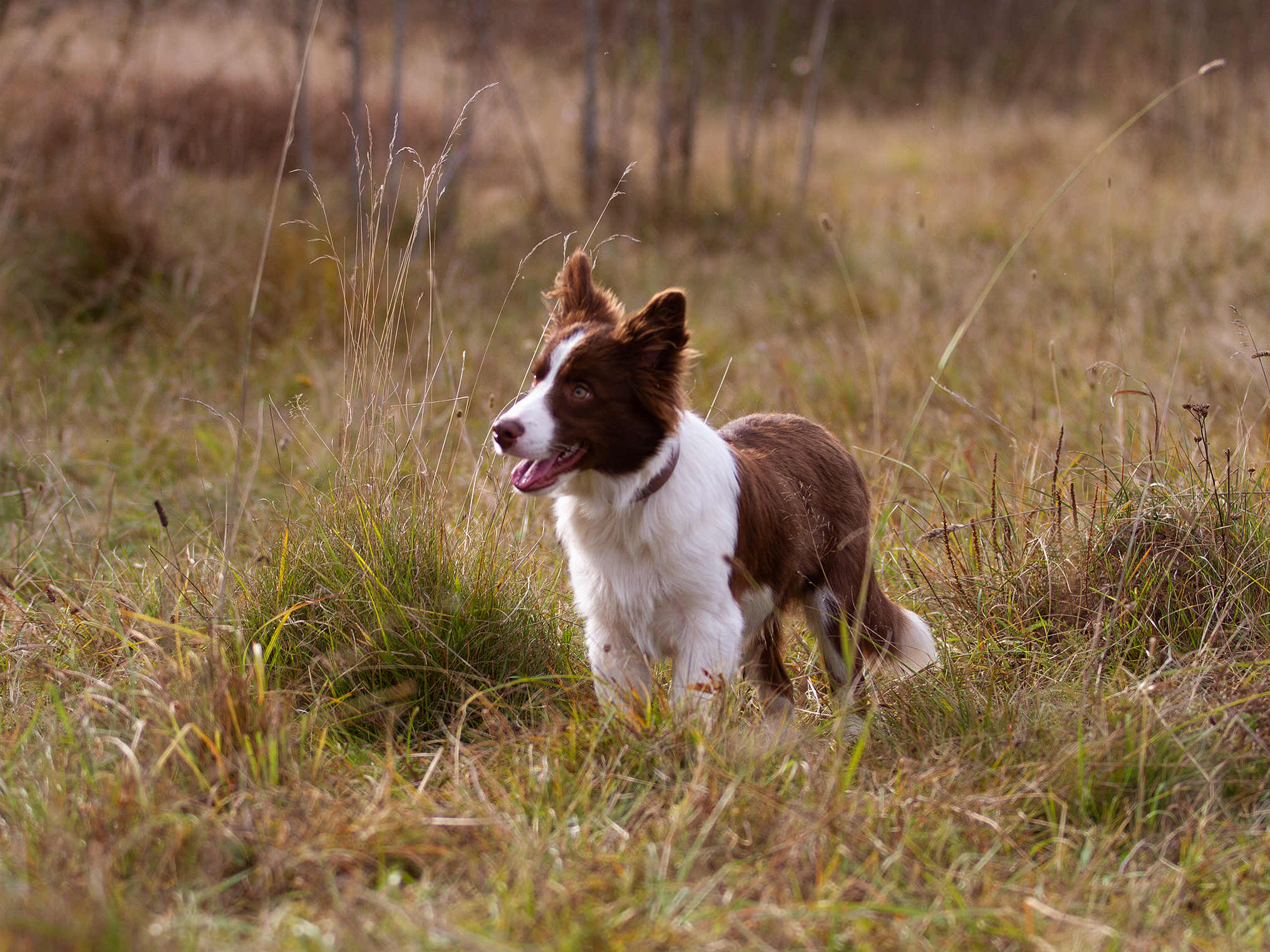 Щенки. Фотограф-анималист в Москве и МО Самойлова Марина