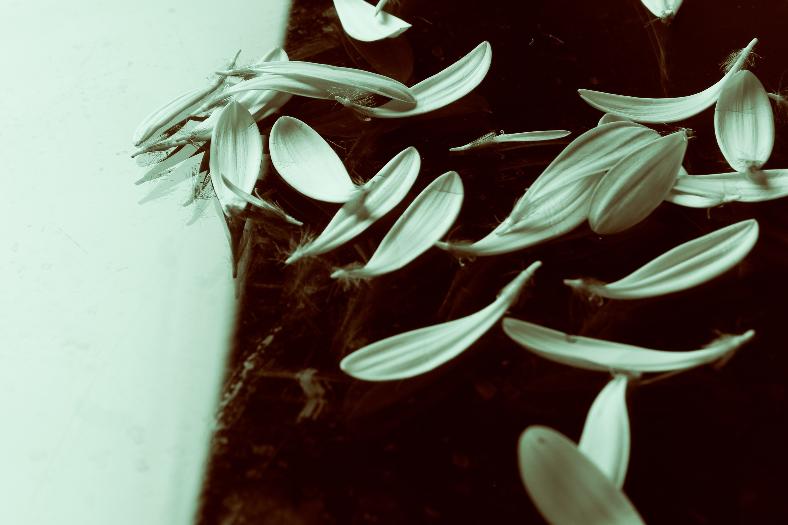 Цветы, колосья и все, что растет. Фотограф Старый Оскол Мавлыга Мария