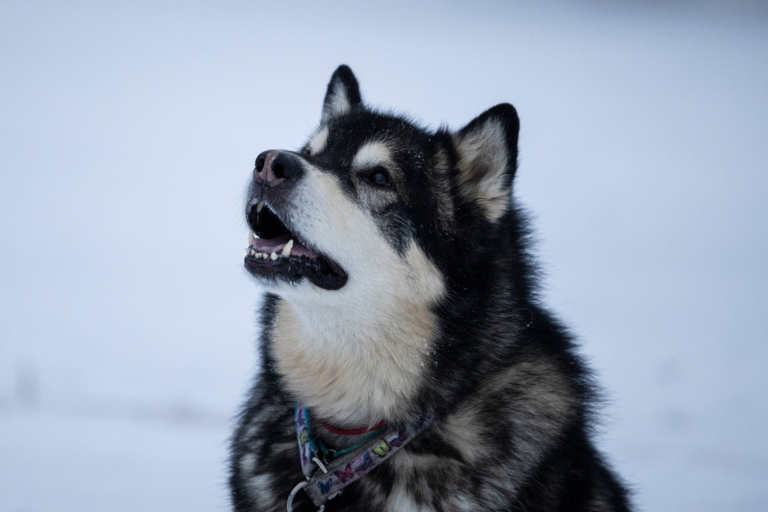 Юрген. Фотограф-анималист Анна Маринич