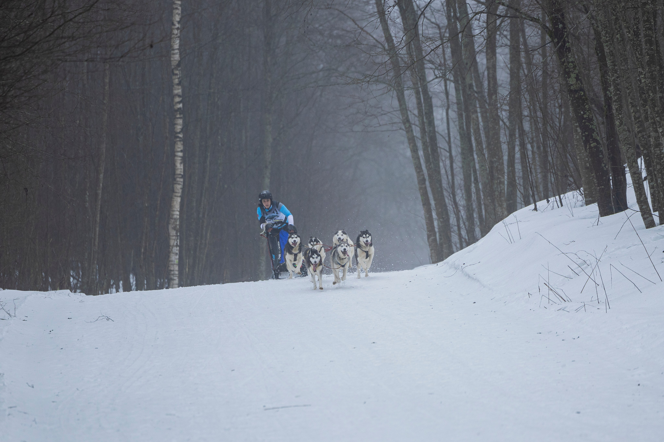 Зимний Чемпионат Санкт-Петербурга по ездовому спорту. Фотограф-анималист Анна Маринич