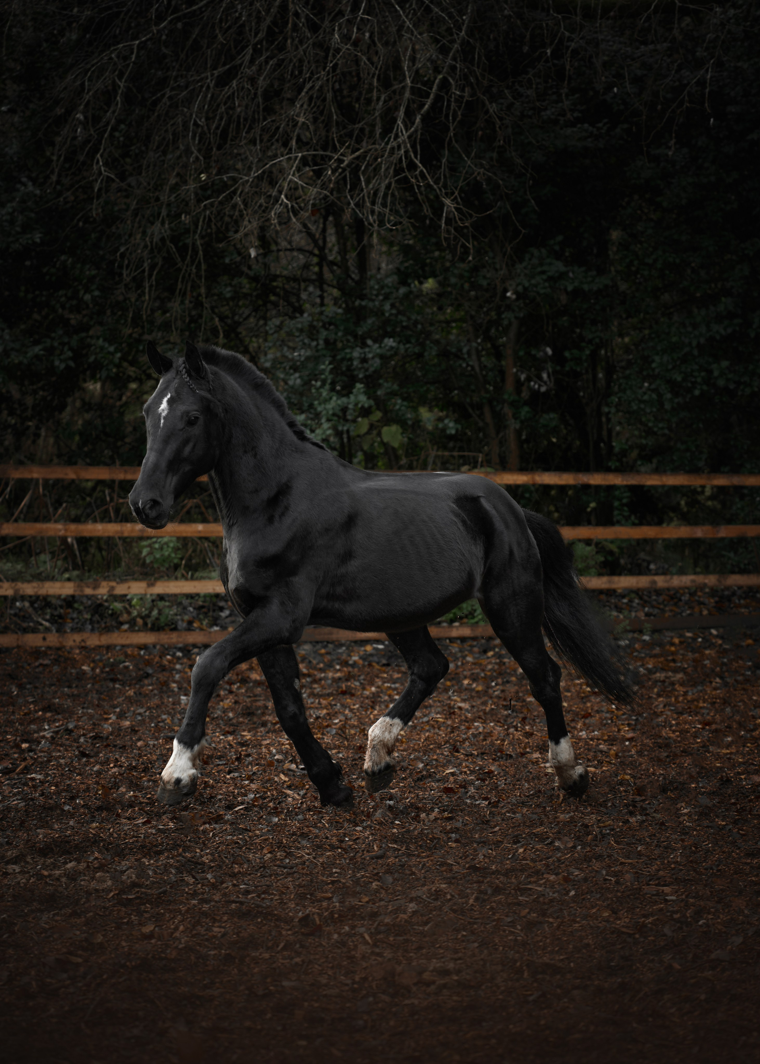 фотосессия с конем в Краснодаре 