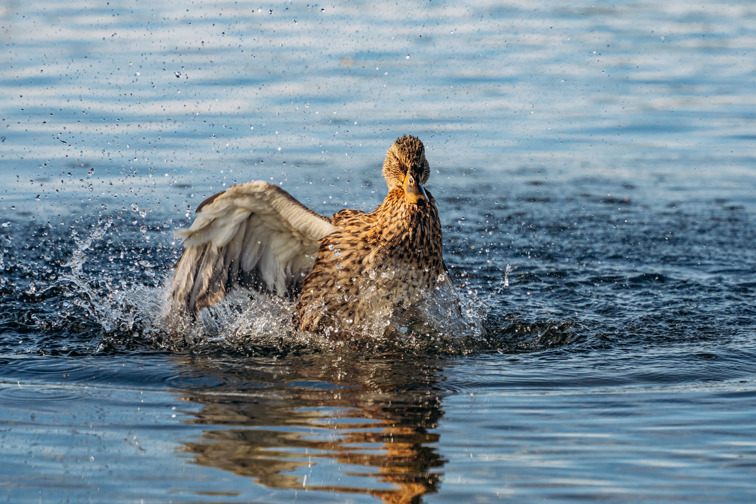 СЕВЕР. Event фотограф Степанова Александра