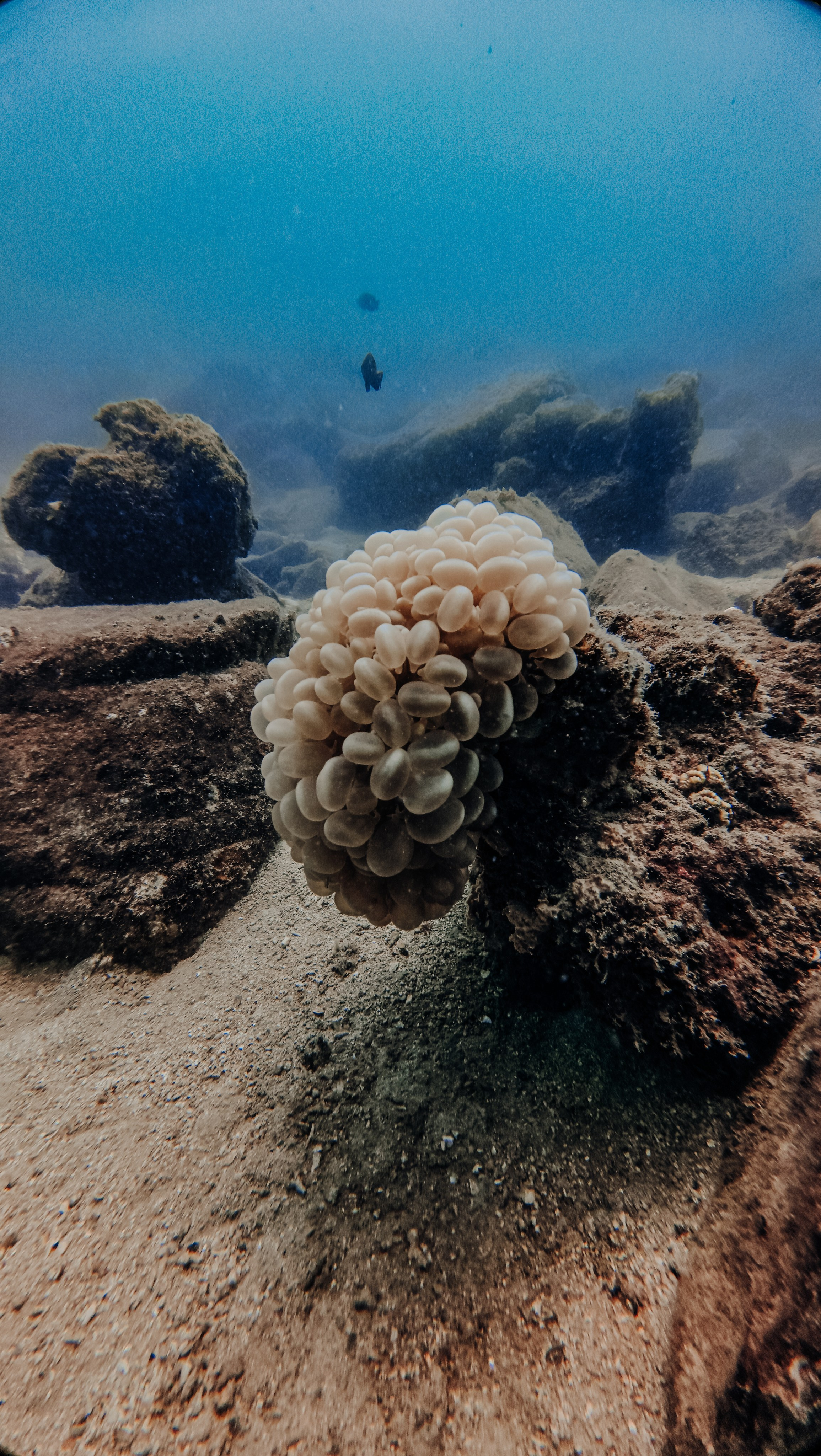 Галерея. Дайвинг во Вьетнаме