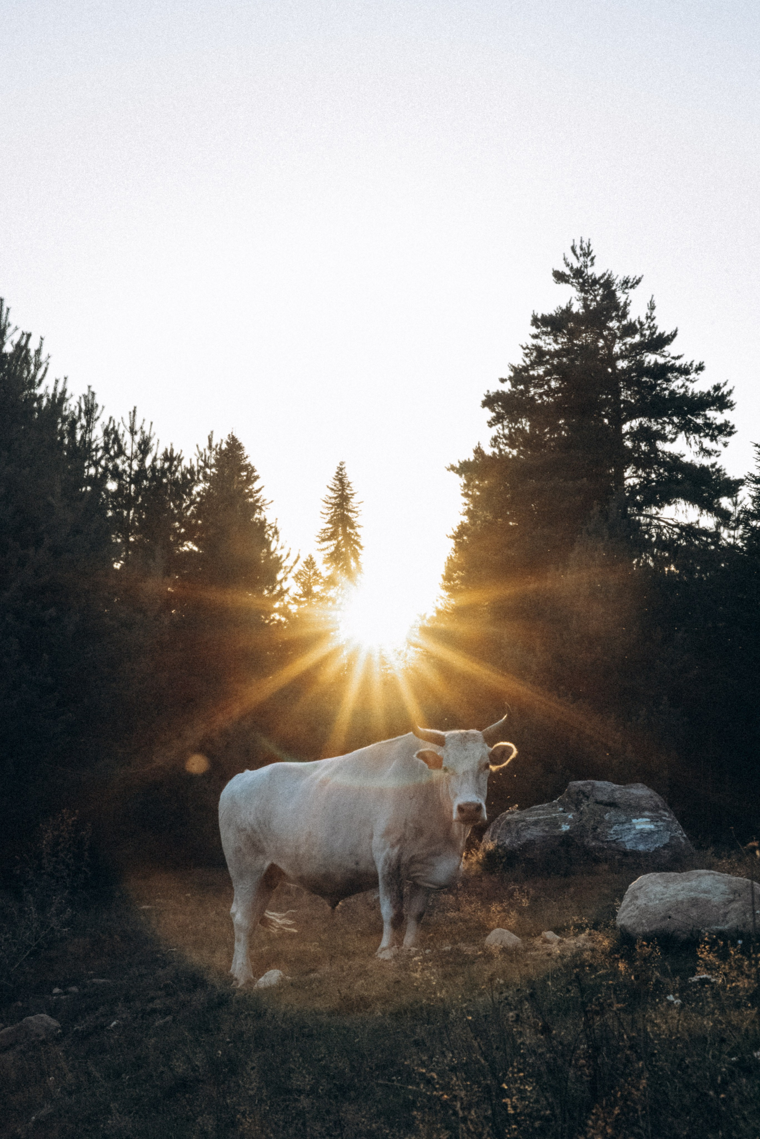 Сванетия, Грузия 🇬🇪. Anita_photo