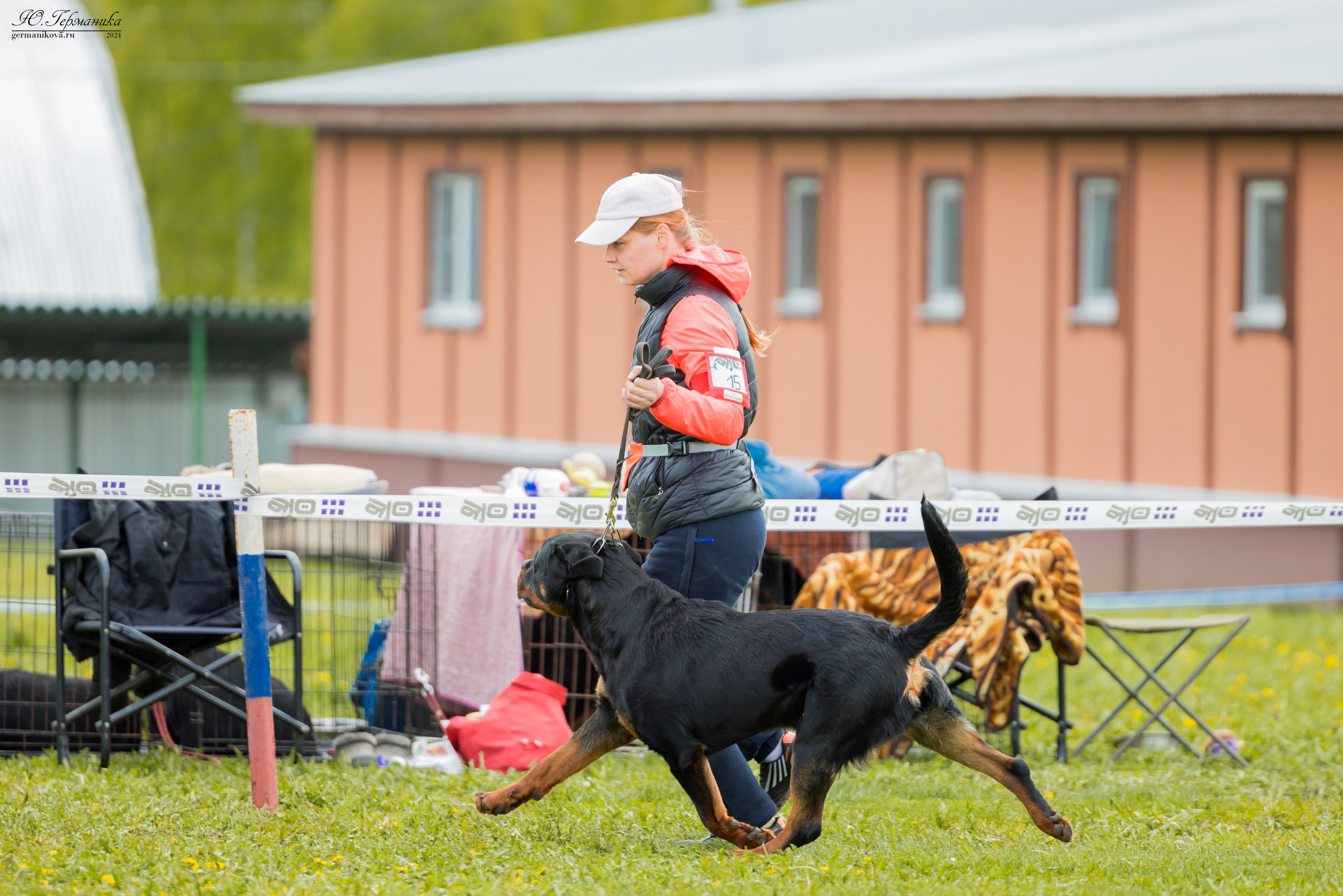 Нижний Новгород 11-12.05.2024 моно ротвейлеров. Фотограф-анималист Юлия Германика