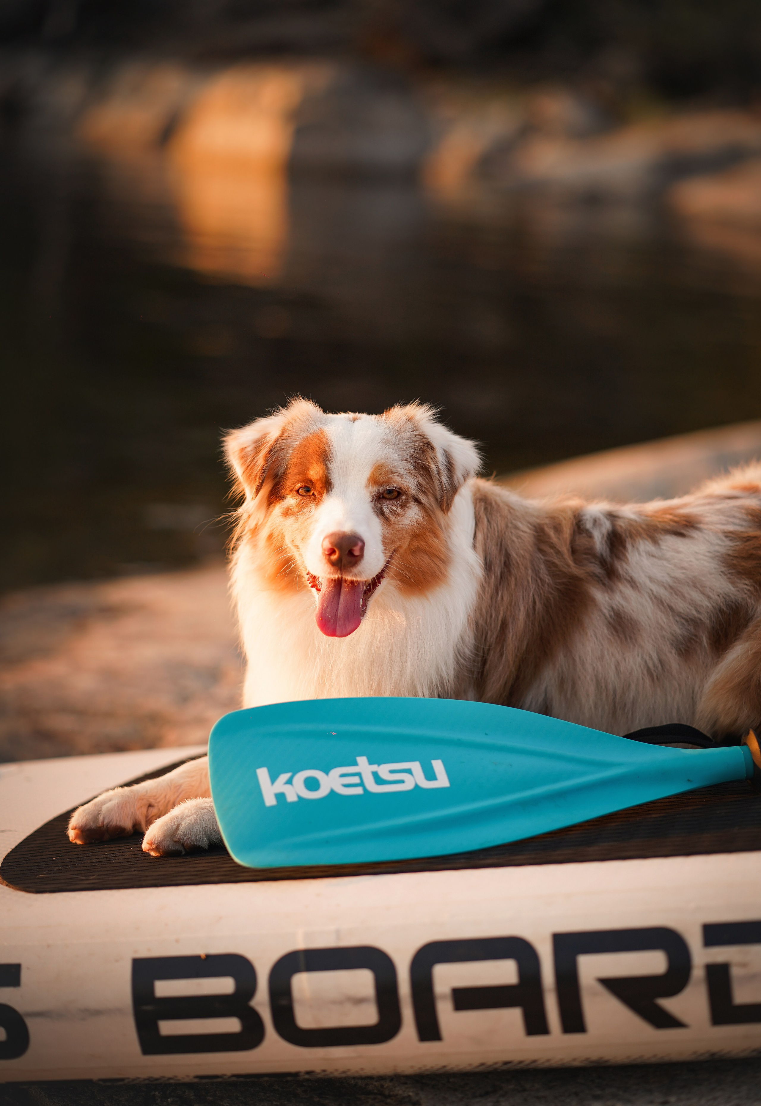 Панда SUP. Фотограф-анималист в Санкт-Петербурге Яна Мартынова