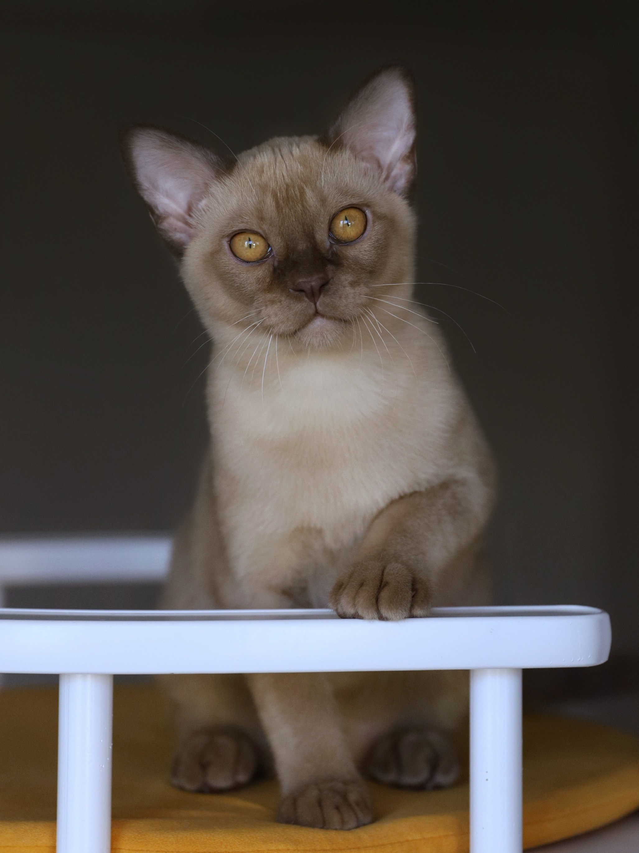 Caesar. Питомник «Bouncy Life»