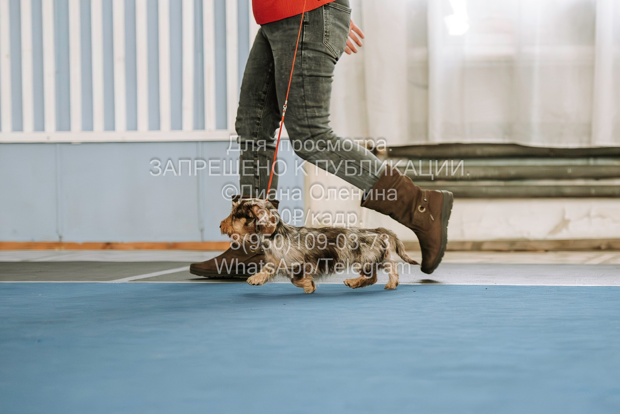 Выставка собак Красноярск 29.10.2023. Фотограф Диана Оленина Красноярск / Братск