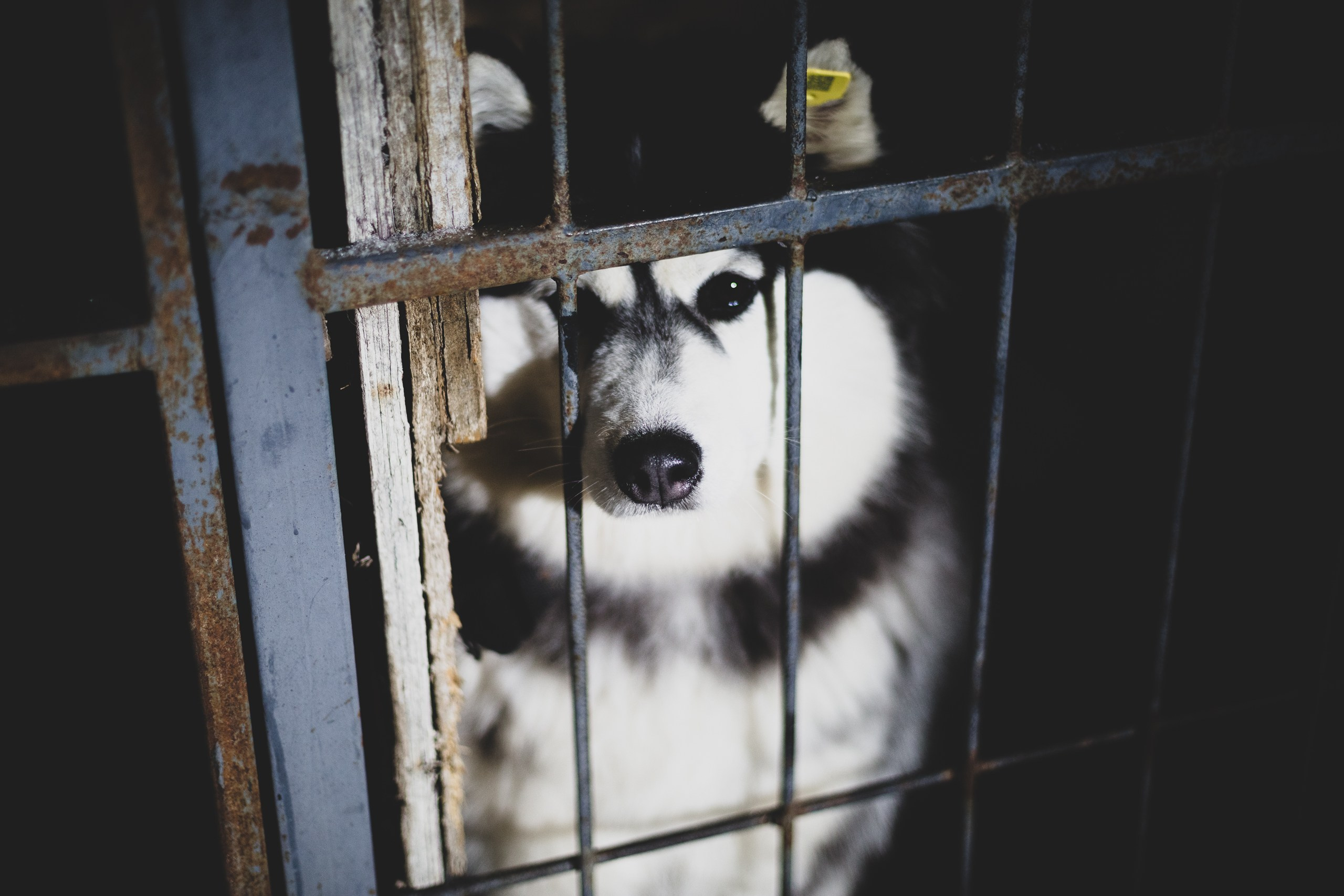 Фонд помощи: Husky_help_21. Фотография