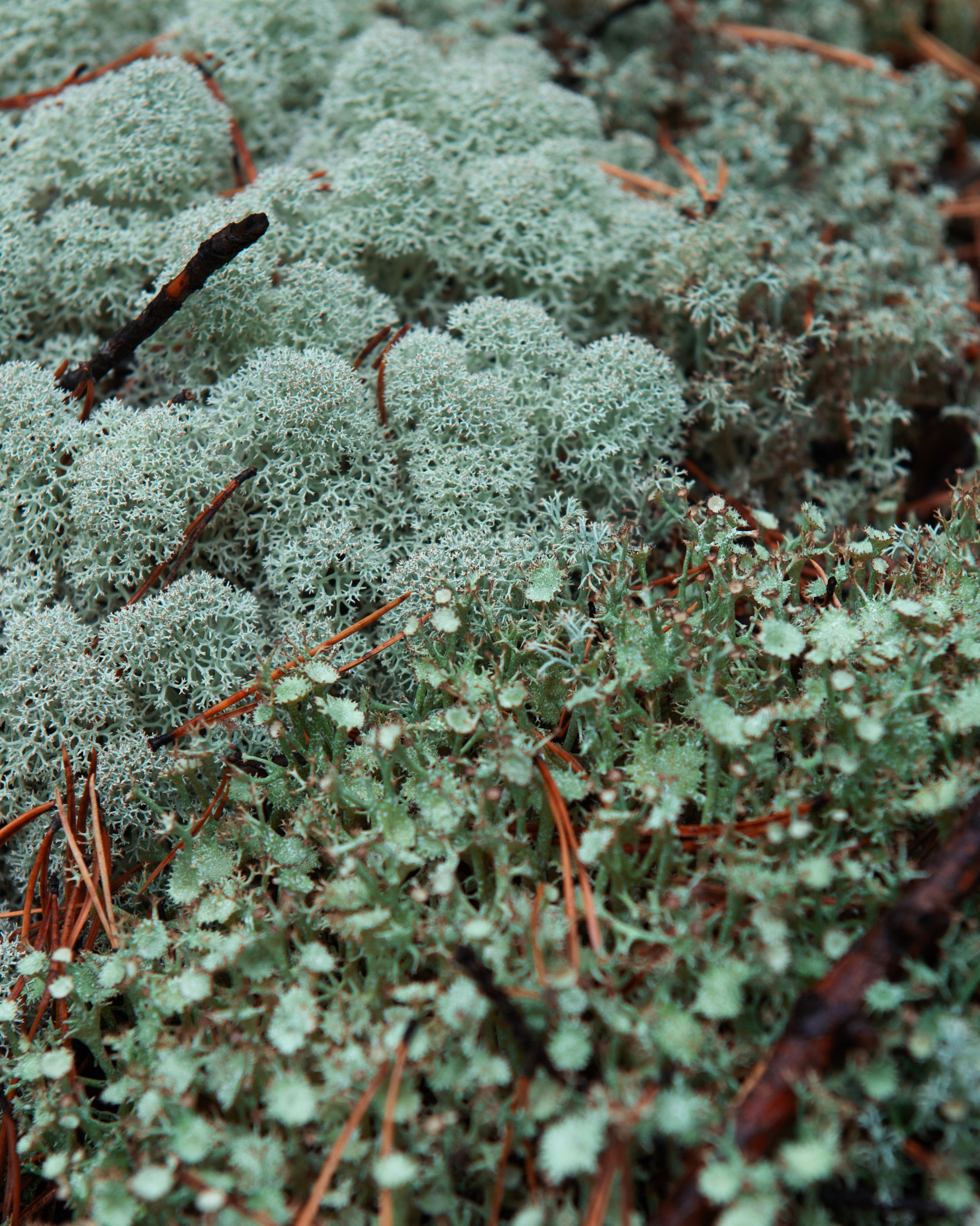 Ну вот как эту красоту не показать? А точнее, как о ней рассказать, если не показать?. Предметный фотограф и ретушер Улан-Удэ Алла Белова