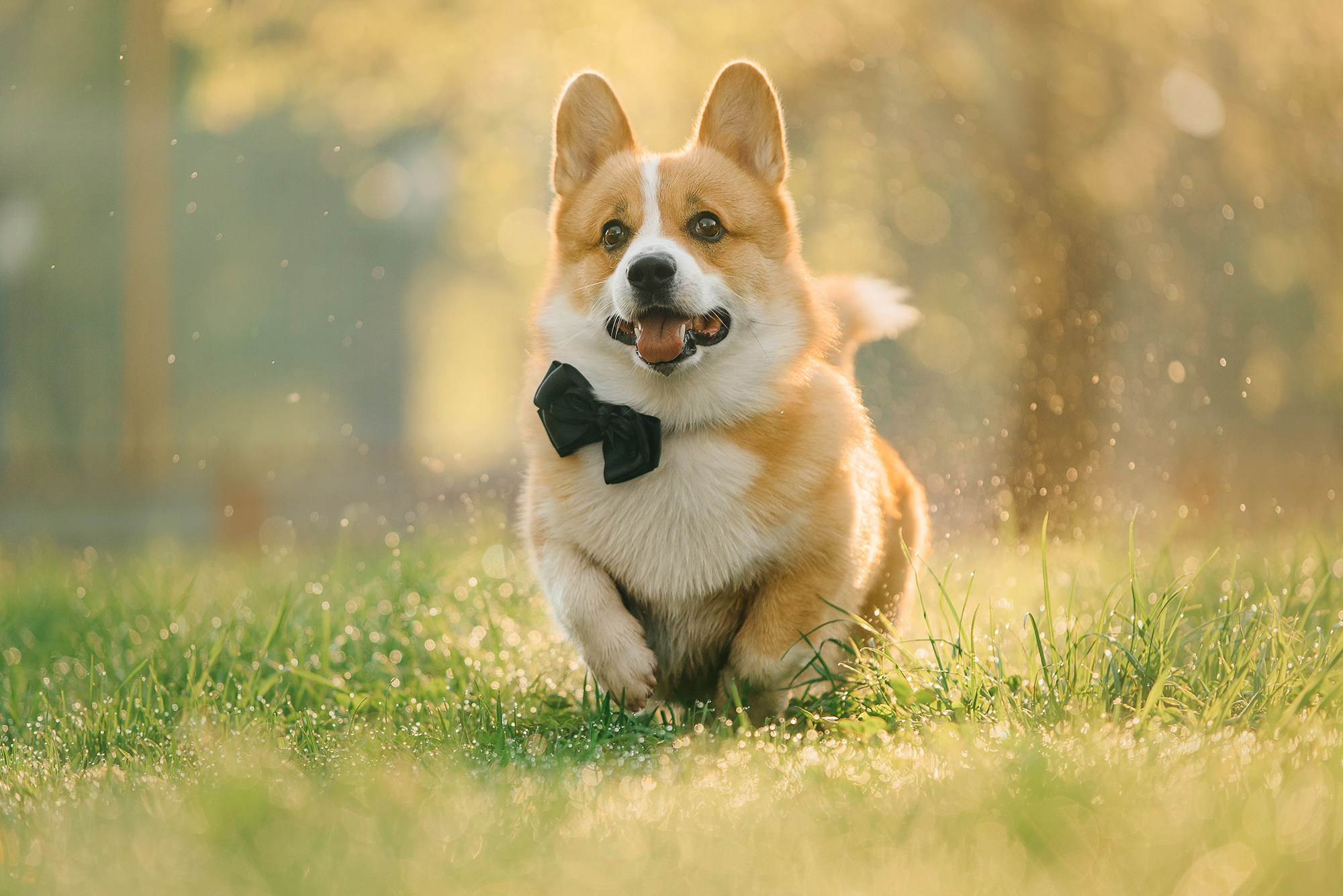 Питомец в кадре. Фотограф Анна Тюрина