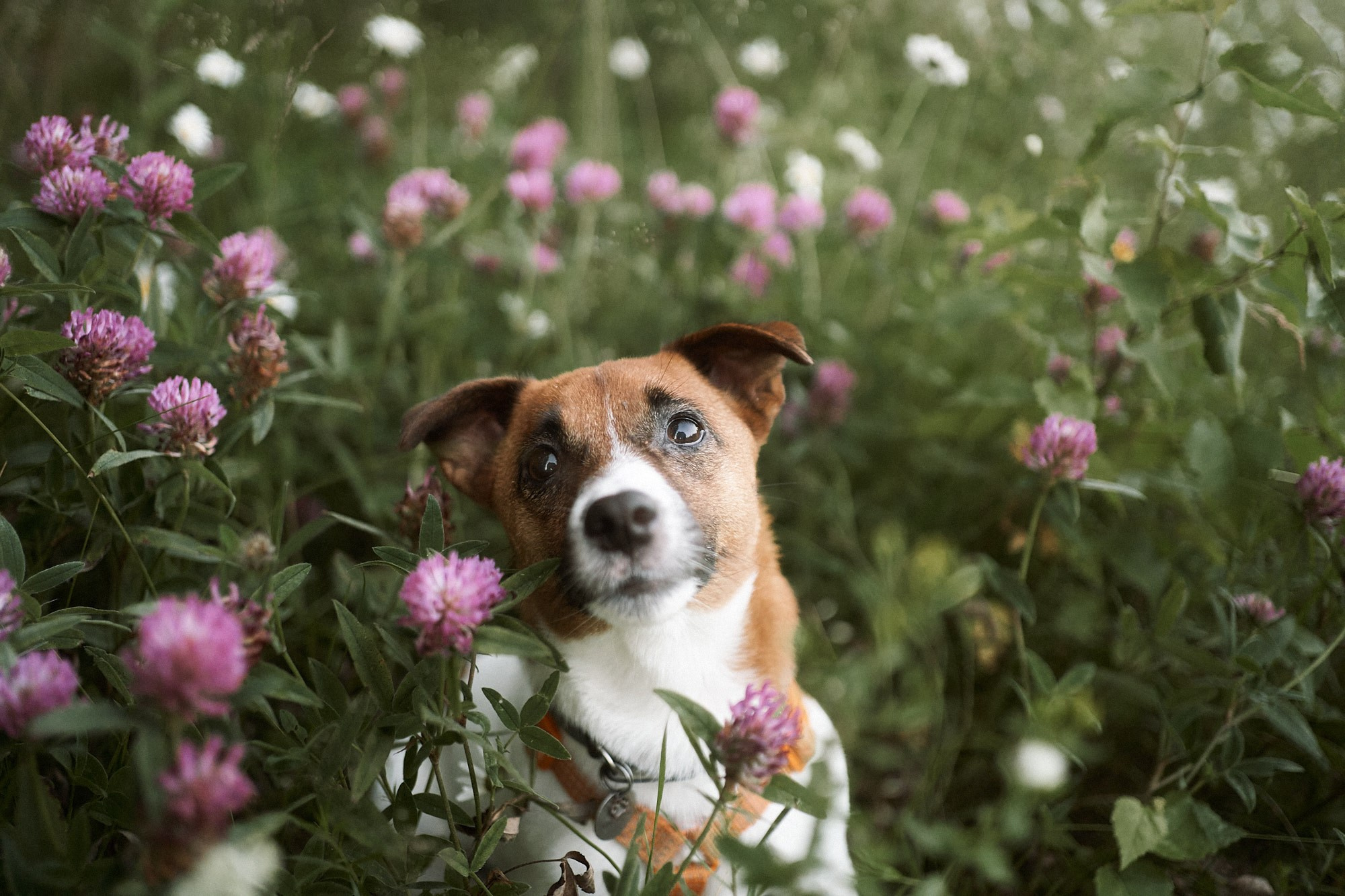 Даша, Антон, Фиби и Шейли. Фотограф анималист Москва Дарья
