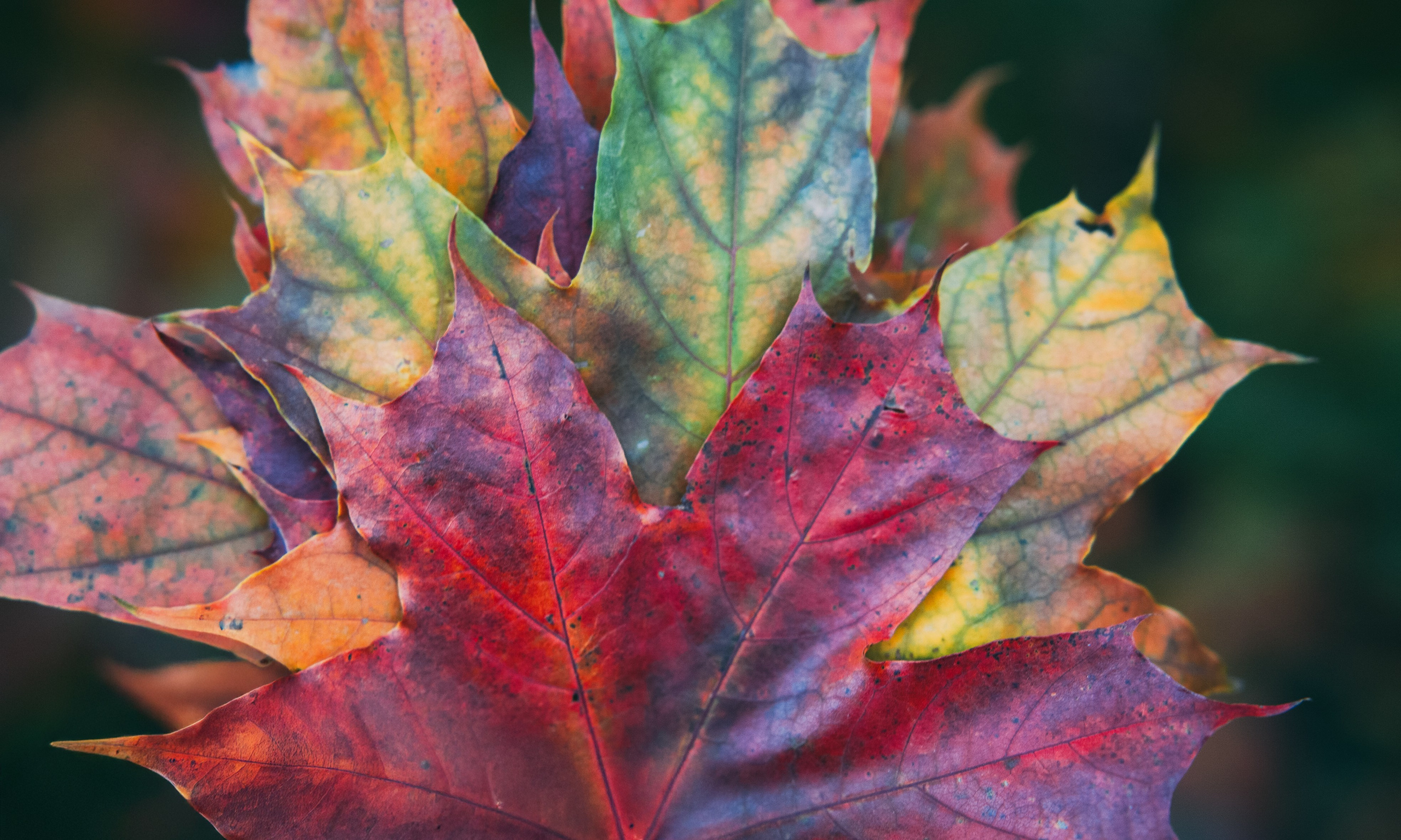 Осень 2025. Фотограф из Москвы — DASHA NOVA | Авторская фотография в разных жанрах