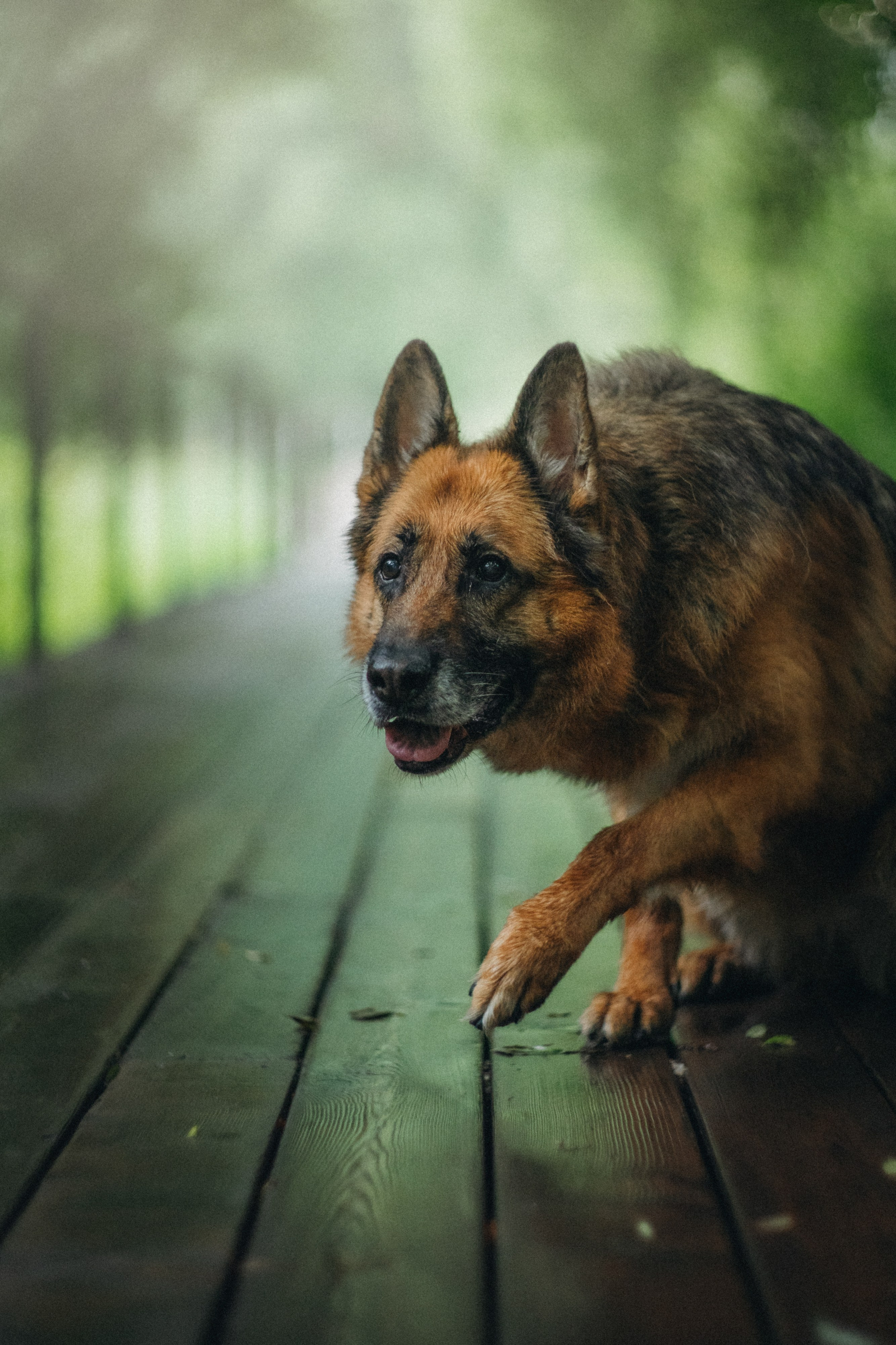 Вика и Фрея. Фотограф анималист в Москве и Санкт-Петербурге Свиридова Анна
