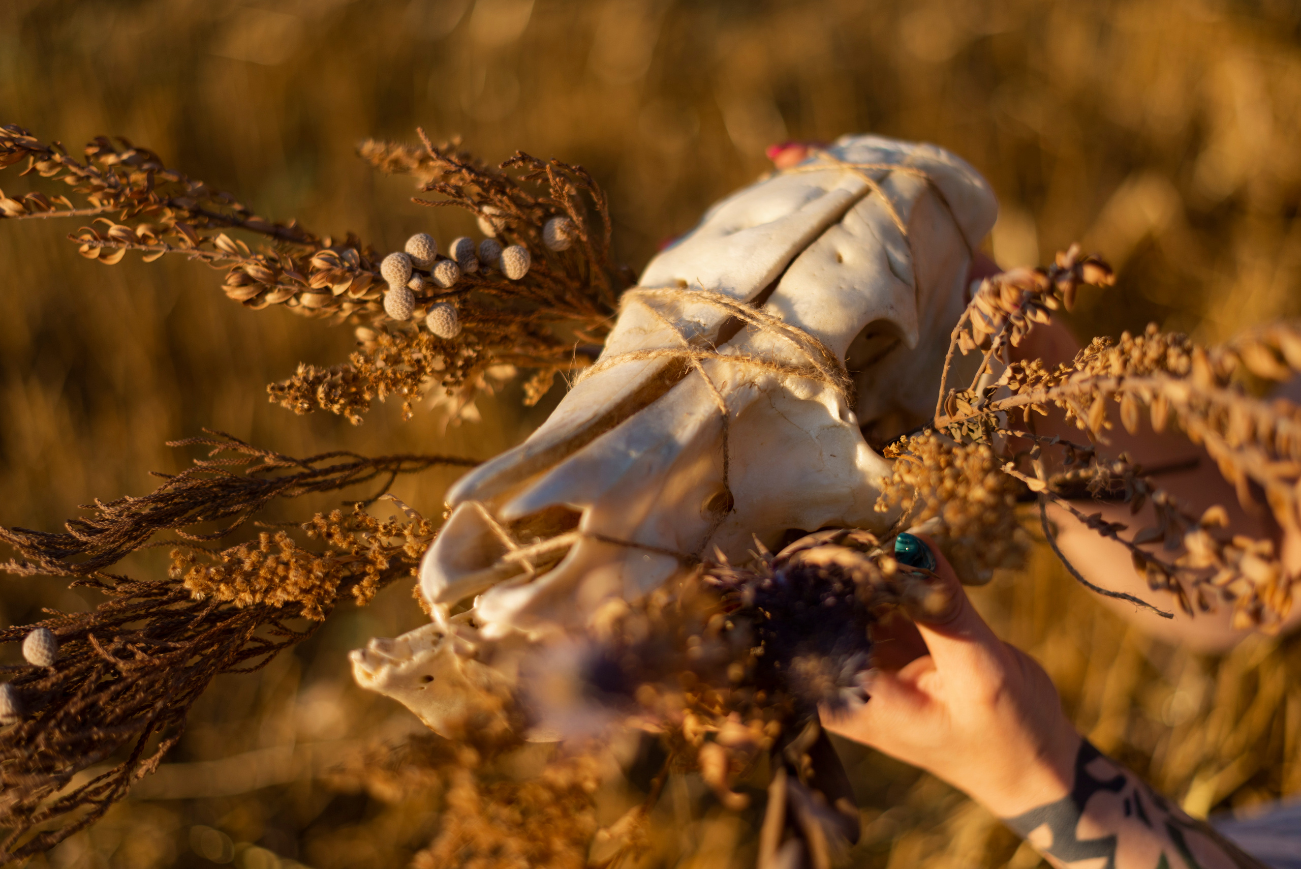 Лето-Осень. Фотограф Elen S в Новосибирске