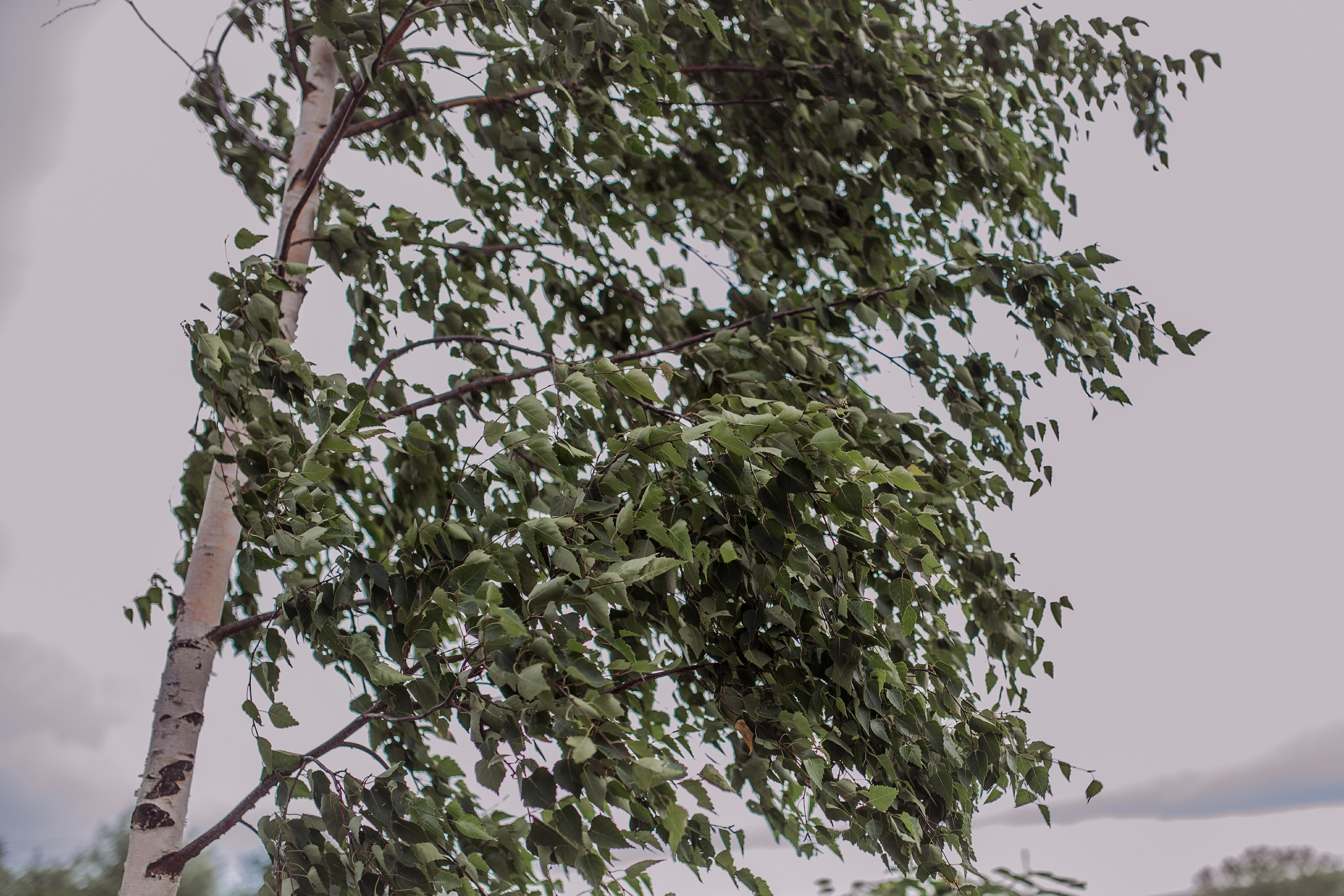 Wedding — «На крыше мира» Режиссура, фото и видео; Pavel Savin. Свадебный, семейный фотограф и видеограф в Перми Павел Савин