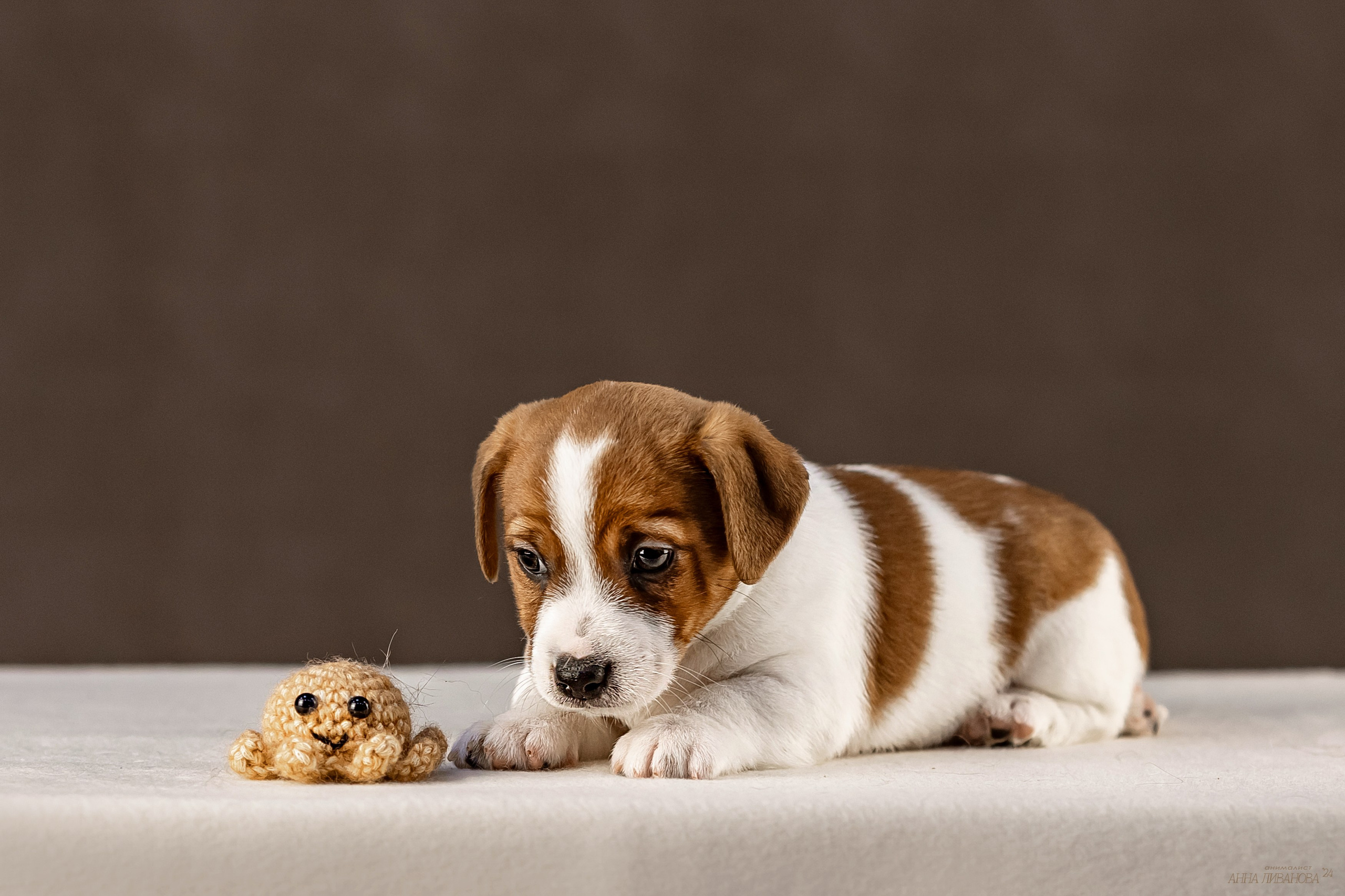 Джек расселы. Фотограф анималист Аня Ливанова | Рыбинск