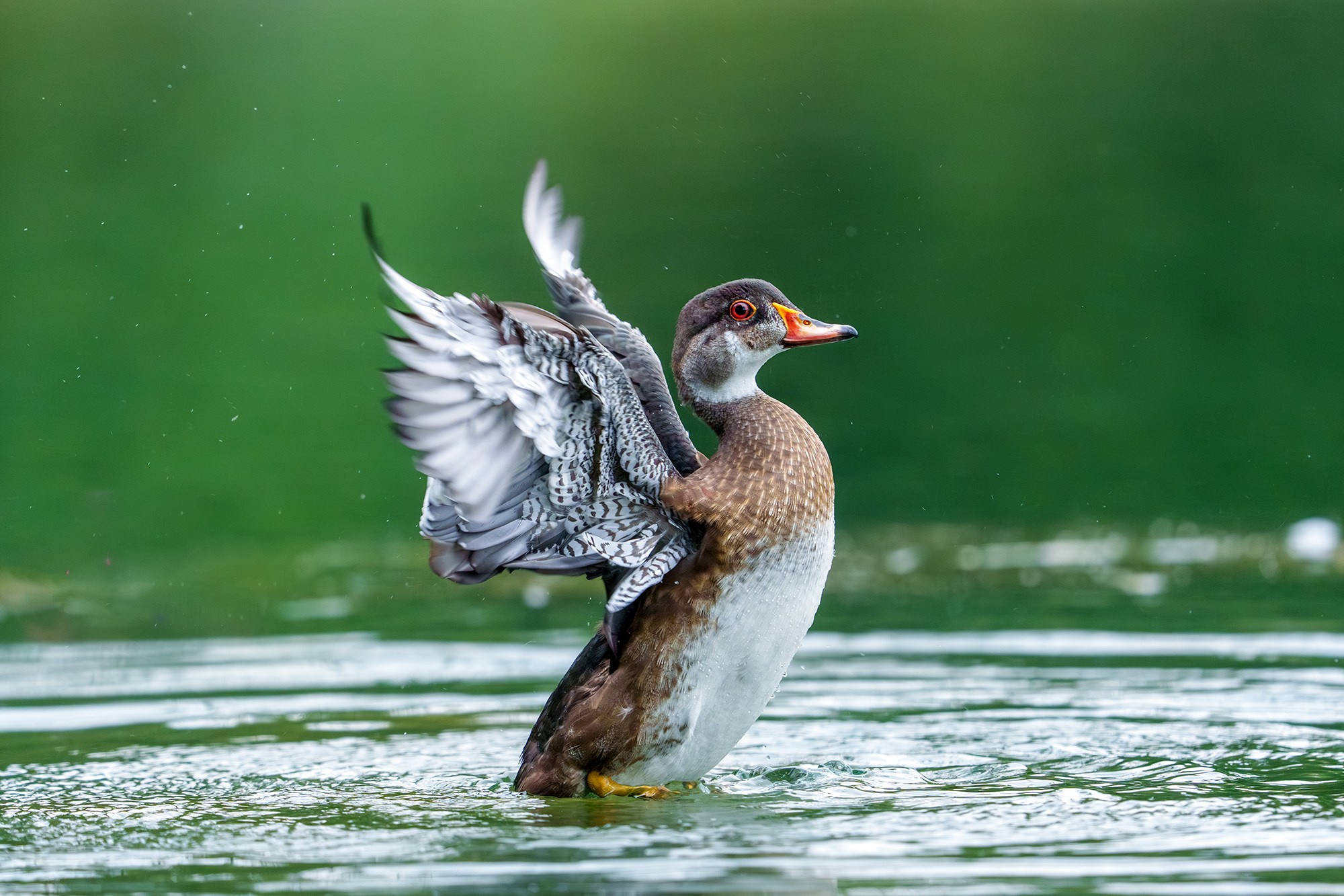 Удивительные мир птиц. Вокруг нас столько прекрасного — присмотритесь!. Ваш личный фотограф Марина Волкова